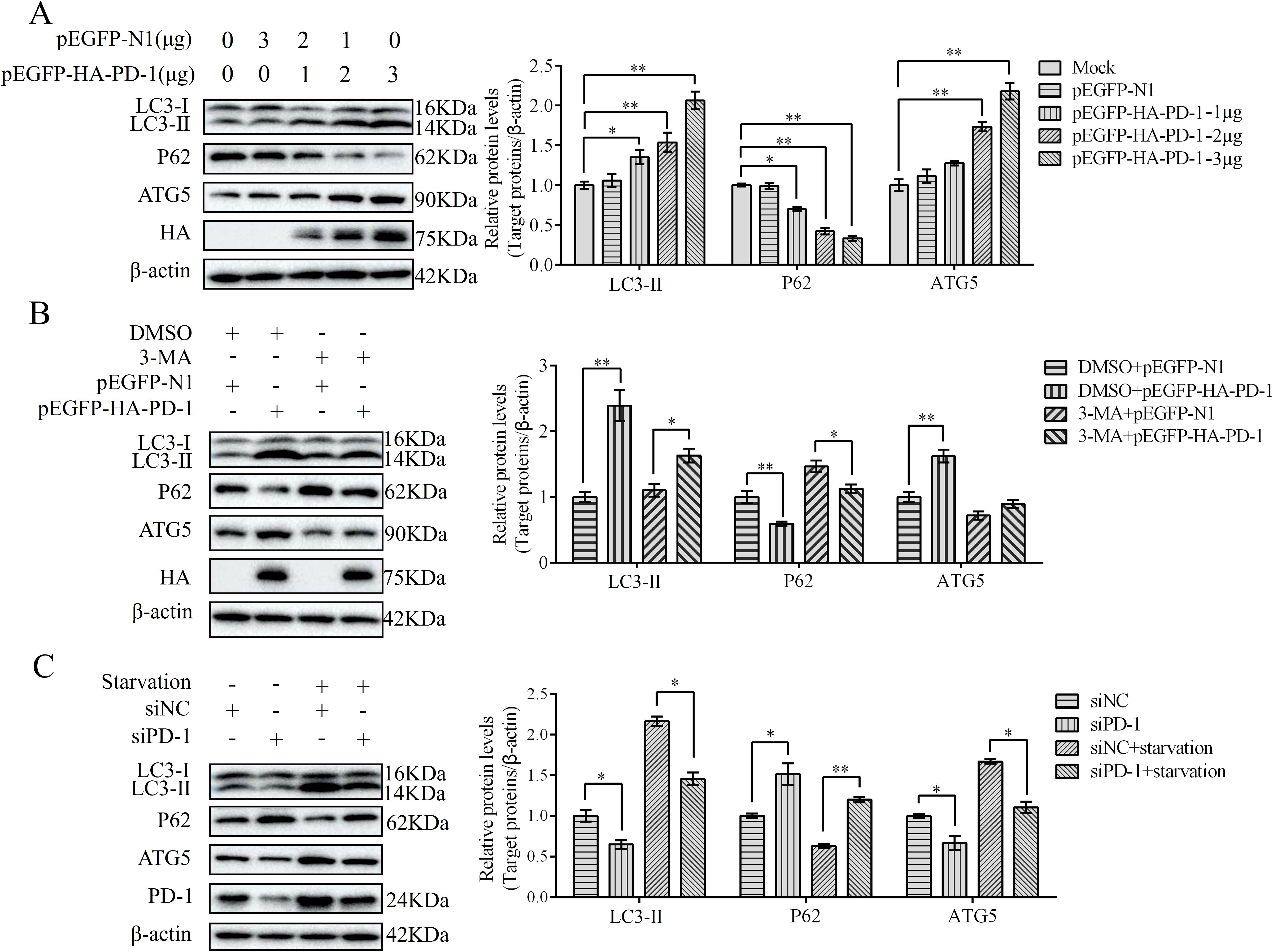 Three panels labeled A, B, and C show Western blot analyses with corresponding bar graphs. Panel A examines the effects of varying amounts of pEGFP-N1 and pEGFP-HA-PD on LC3-II, P62, and ATG5 protein levels. Panel B analyzes the impact of DMSO, 3-MA, pEGFP-N1, and pEGFP-HA-PD-1 on the same proteins. Panel C studies the effects of starvation and siRNA on protein levels. Each panel includes error bars and statistical significance markers, with beta-actin as a loading control.