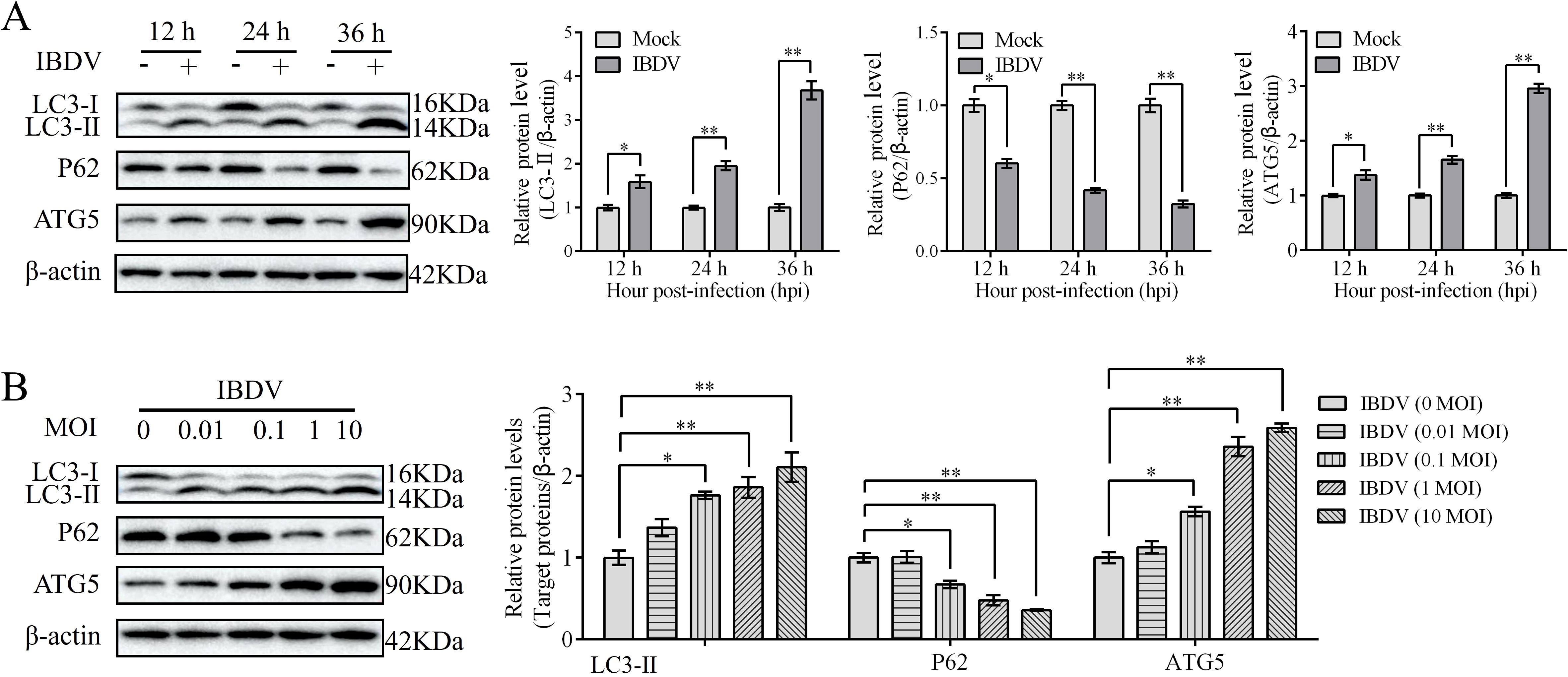 Western blot analysis and bar graphs depicting protein levels over time and under varying conditions. Panel A shows LC3-I/LC3-II, P62, and ATG5 levels at 12, 24, and 36 hours post-infection with or without IBDV. Bar graphs display relative protein levels, indicating significant increases over time compared to the mock. Panel B illustrates protein levels at different multiplicities of infection (MOI) of IBDV. Bar graphs show relative levels for LC3-II, P62, and ATG5, with notable increases corresponding to the MOI. Statistical significance is marked with asterisks.