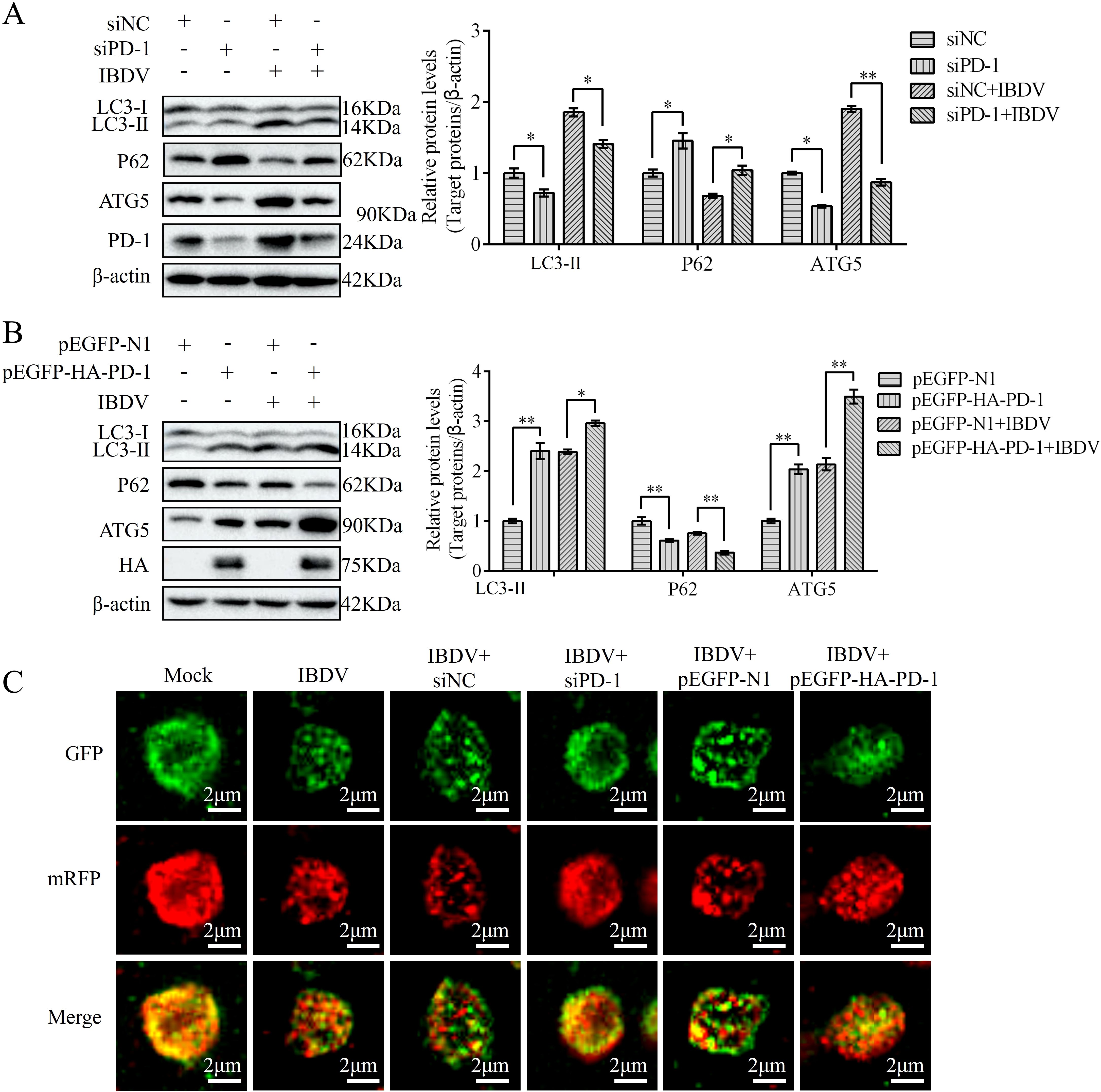 Western blot and fluorescence microscopy images analyze protein levels and localization. Panel A shows protein expressions with treatments (siNC, siPD-1, IBDV) and their quantitative graphs for LC3-II, P62, and ATG5. Panel B presents similar analyses for expressions using pEGFP-N1 and pEGFP-HA-PD-1 plasmids against IBDV. Graphs indicate relative protein levels to β-actin. Panel C displays fluorescence microscopy images of GFP, mRFP, and merged images under different treatment conditions, with scales indicating 2 micrometers.