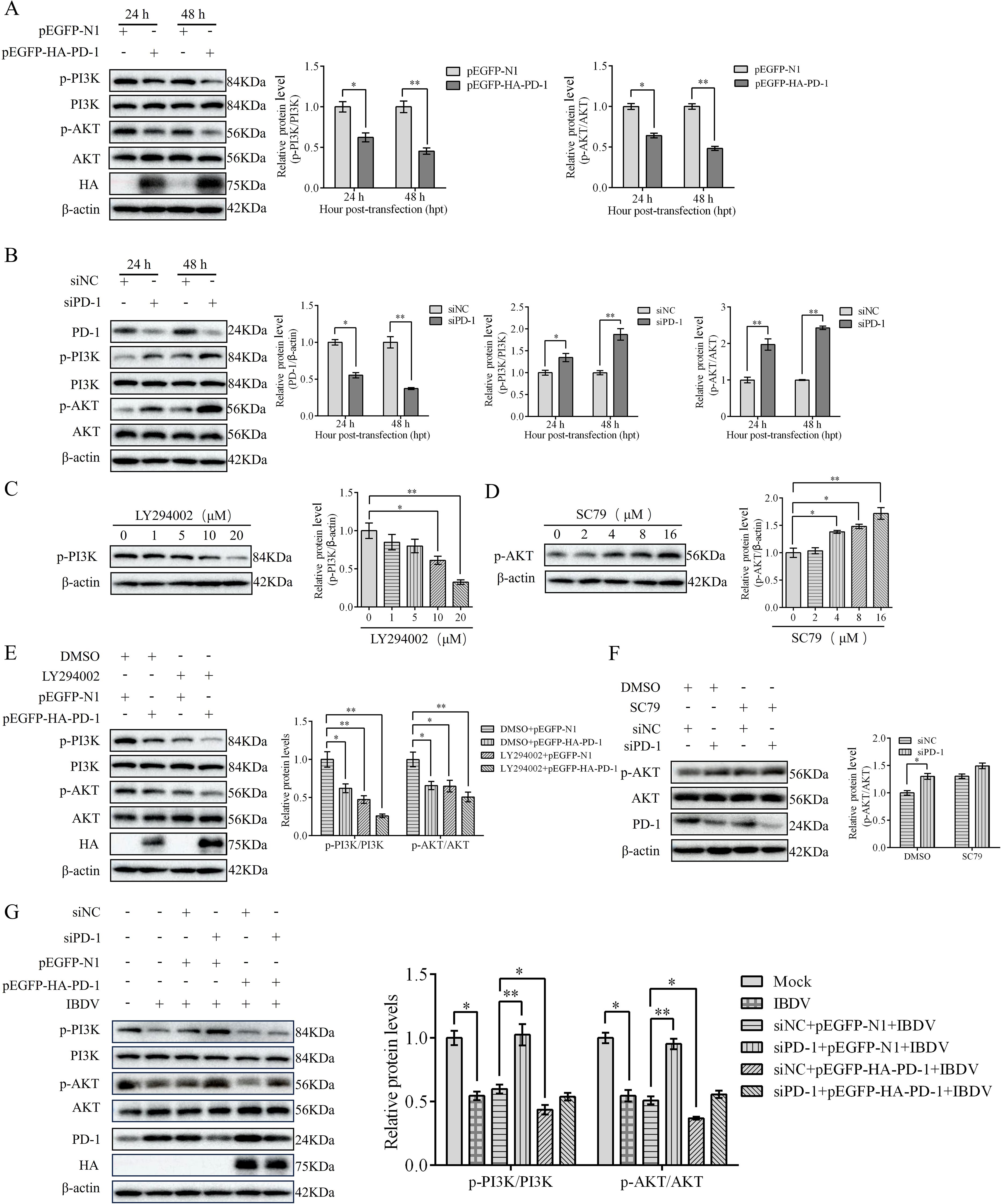 Western blot analysis panels showing protein expression levels under various conditions. Panels A to G display blots and graphs with different treatments, such as pEGFP, siPD-1, LY294002, SC79, and IBDV, affecting proteins like PI3K, AKT, and PD-1. β-actin is used as a loading control. Bar graphs illustrate quantitative protein expression changes, indicated with significance markers (asterisks).
