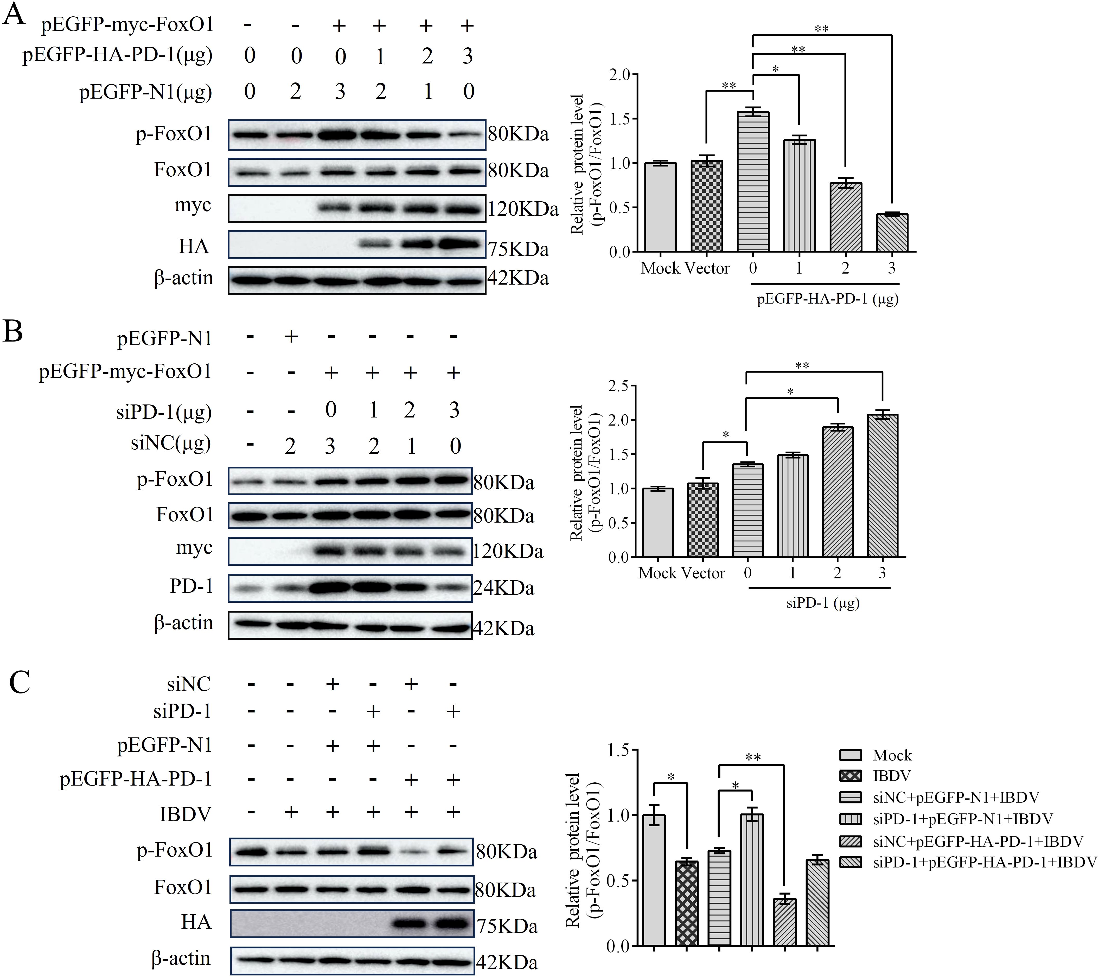 Western blots and bar graphs in panels A, B, and C show protein expression levels for p-FoxO1 (80 kDa), FoxO1 (80 kDa), and β-actin (42 kDa) under various conditions using plasmid and siRNA treatments. The bar graphs illustrate relative protein levels, with statistical significance indicated by asterisks (* p<0.05, ** p<0.01). Conditions include variations of pEGFP, siPD-1, siNC, and IBDV treatments.