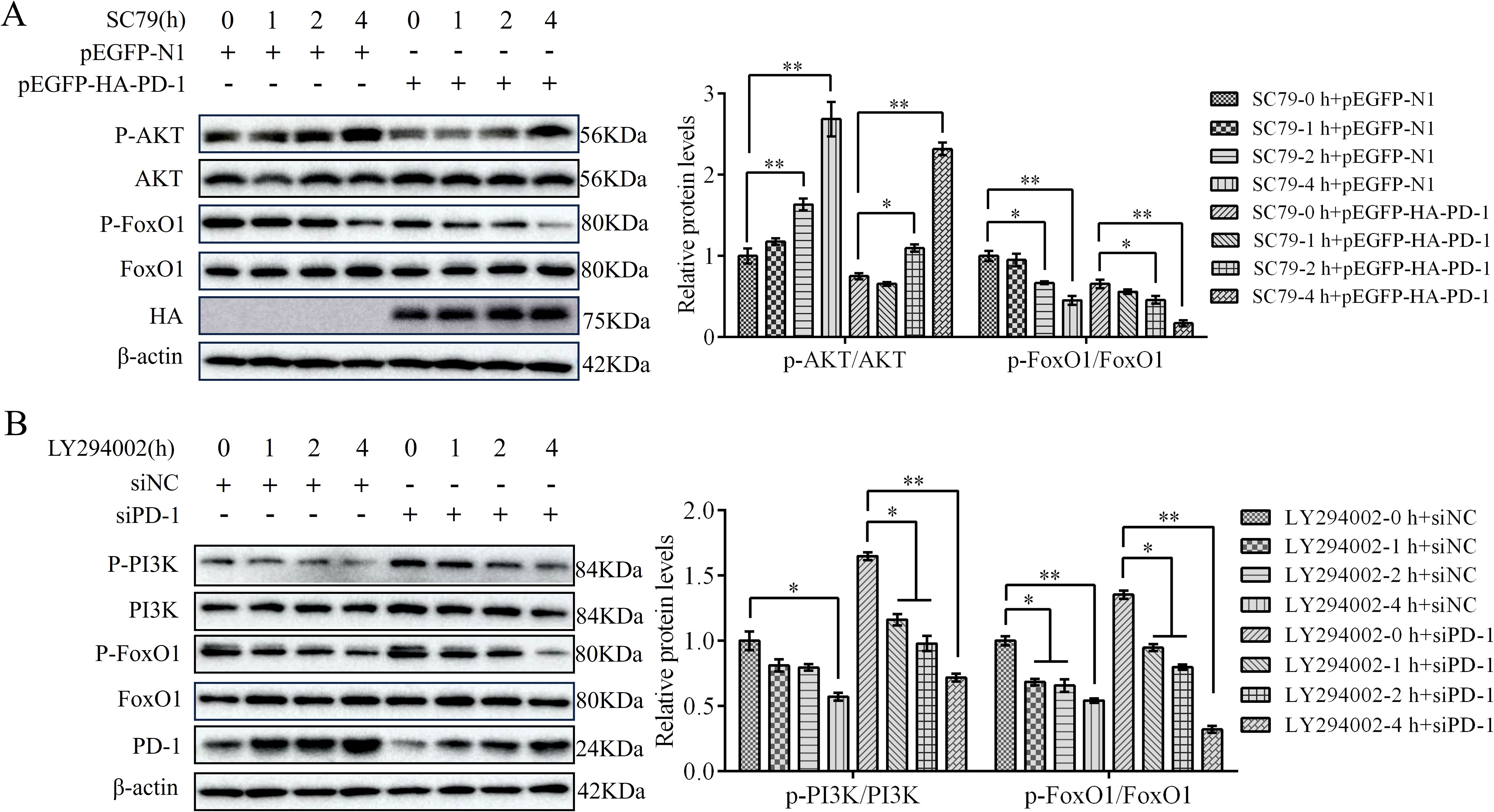 Western blot analysis illustrating protein expression levels and corresponding bar graphs. Panel A shows the effects of SC79, pEGFP-N1, and pEGFP-HA-PD-1 on P-AKT, AKT, P-FoxO1, FoxO1, HA, and β-actin levels, with bar graphs displaying relative protein levels of P-AKT/AKT and P-FoxO1/FoxO1. Panel B depicts the impacts of LY294002, siNC, and siPD-1 on P-PI3K, PI3K, P-FoxO1, FoxO1, PD-1, and β-actin, with bar graphs showing P-PI3K/PI3K and P-FoxO1/FoxO1. Significant differences are marked with asterisks.