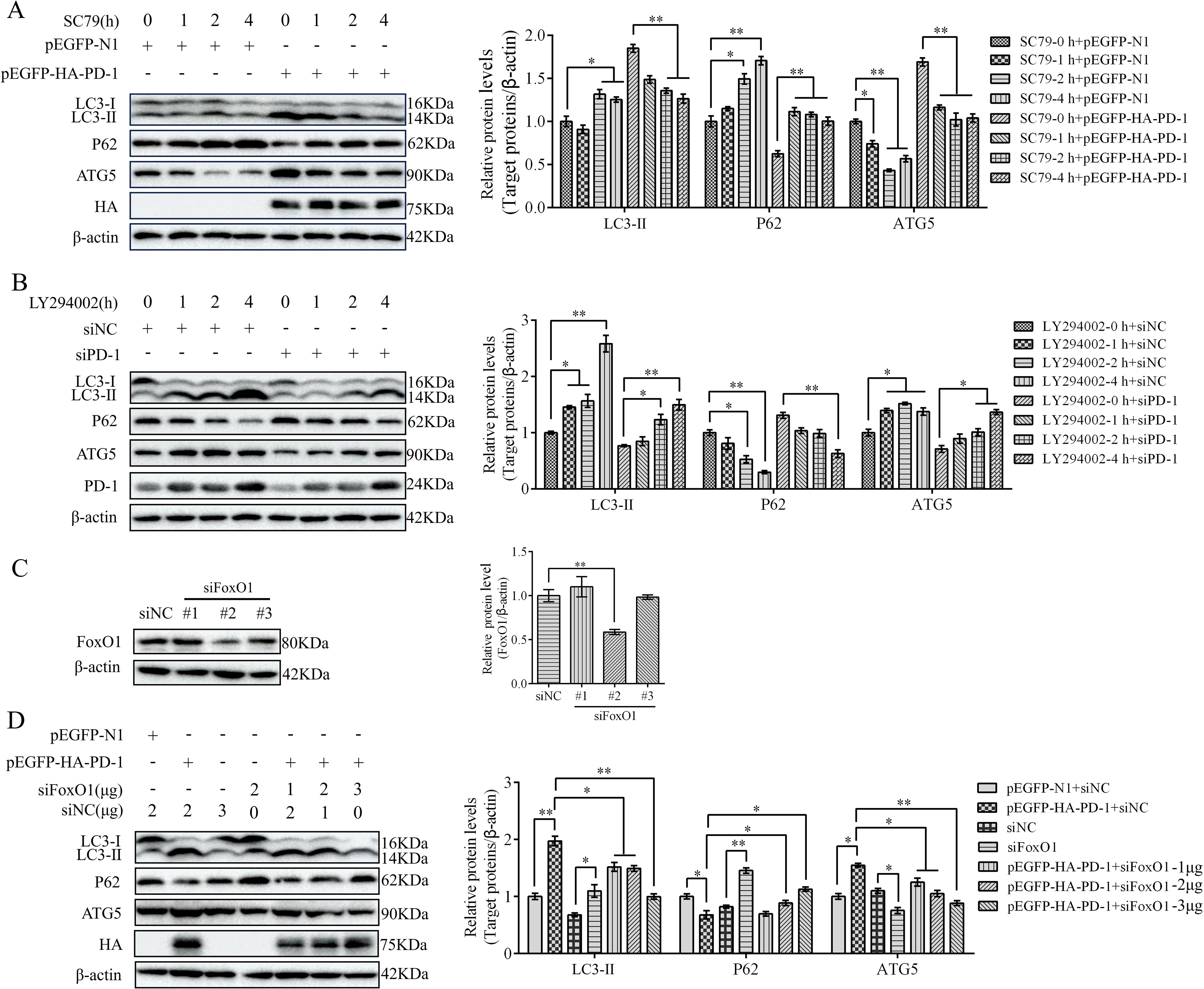 Western blot analyses illustrate protein levels of LC3-II, P62, and ATG5 under different treatments with intensity bar graphs adjacent. Panels A and D show the effects of pEGFP-HA-PD-1, and panels B and C show siRNA effects on PD-1 and FoxO1. β-actin is used as a loading control. Statistical significance is indicated by asterisks.