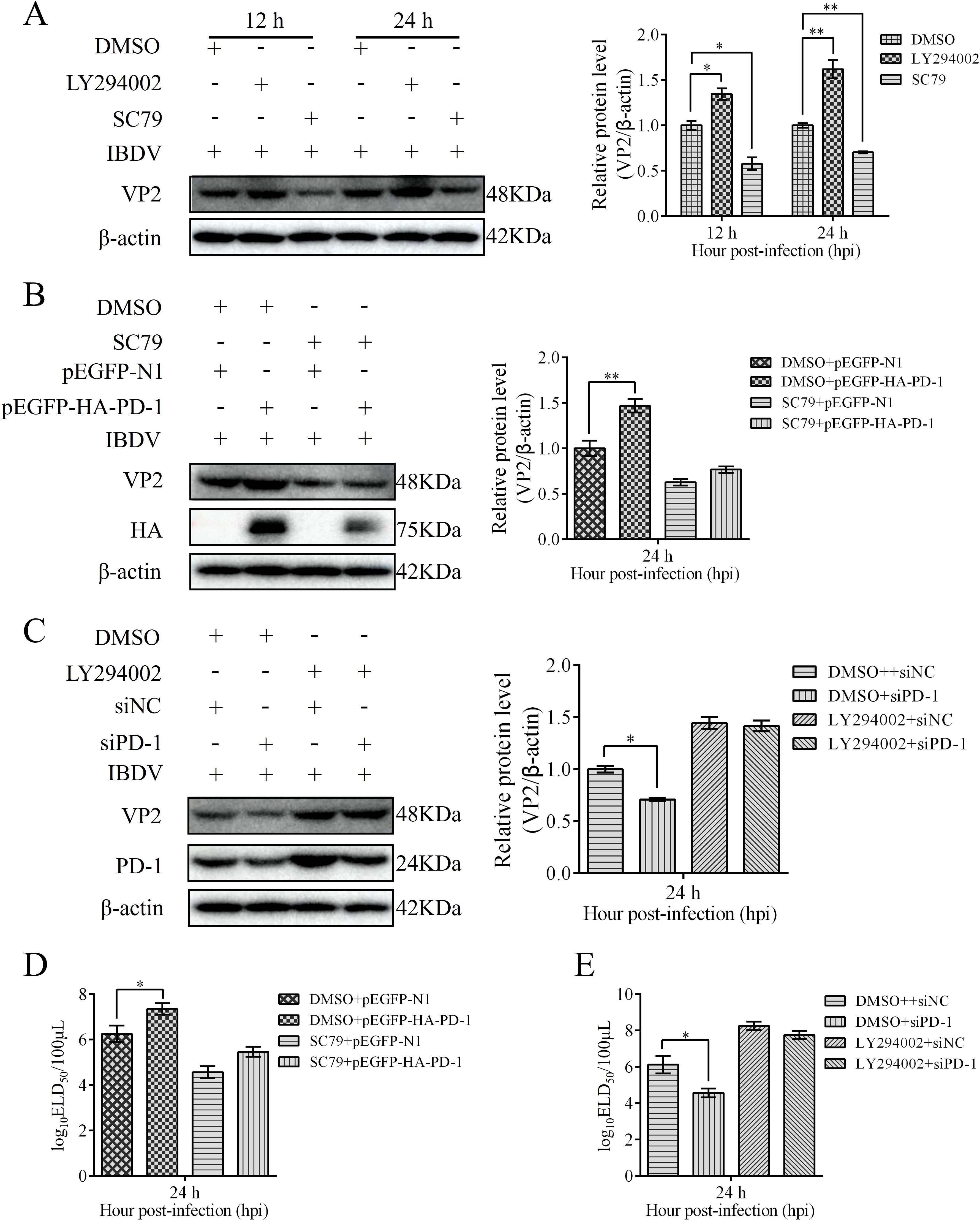 Western blot and bar graph analyses showing VP2 and PD-1 protein levels in different experimental conditions. Panels A, B, and C illustrate the effects of various treatments such as DMSO, LY294002, SC79, and siRNA on VP2 expression at 12 and 24 hours post-infection (hpi). Bar graphs next to each blot depict the relative protein levels of VP2 normalized to β-actin, with statistical significance indicated by asterisks. Panels D and E show log-transformed viral titers in different conditions, highlighting differences at 24 hpi. Statistical significance is marked with asterisks.