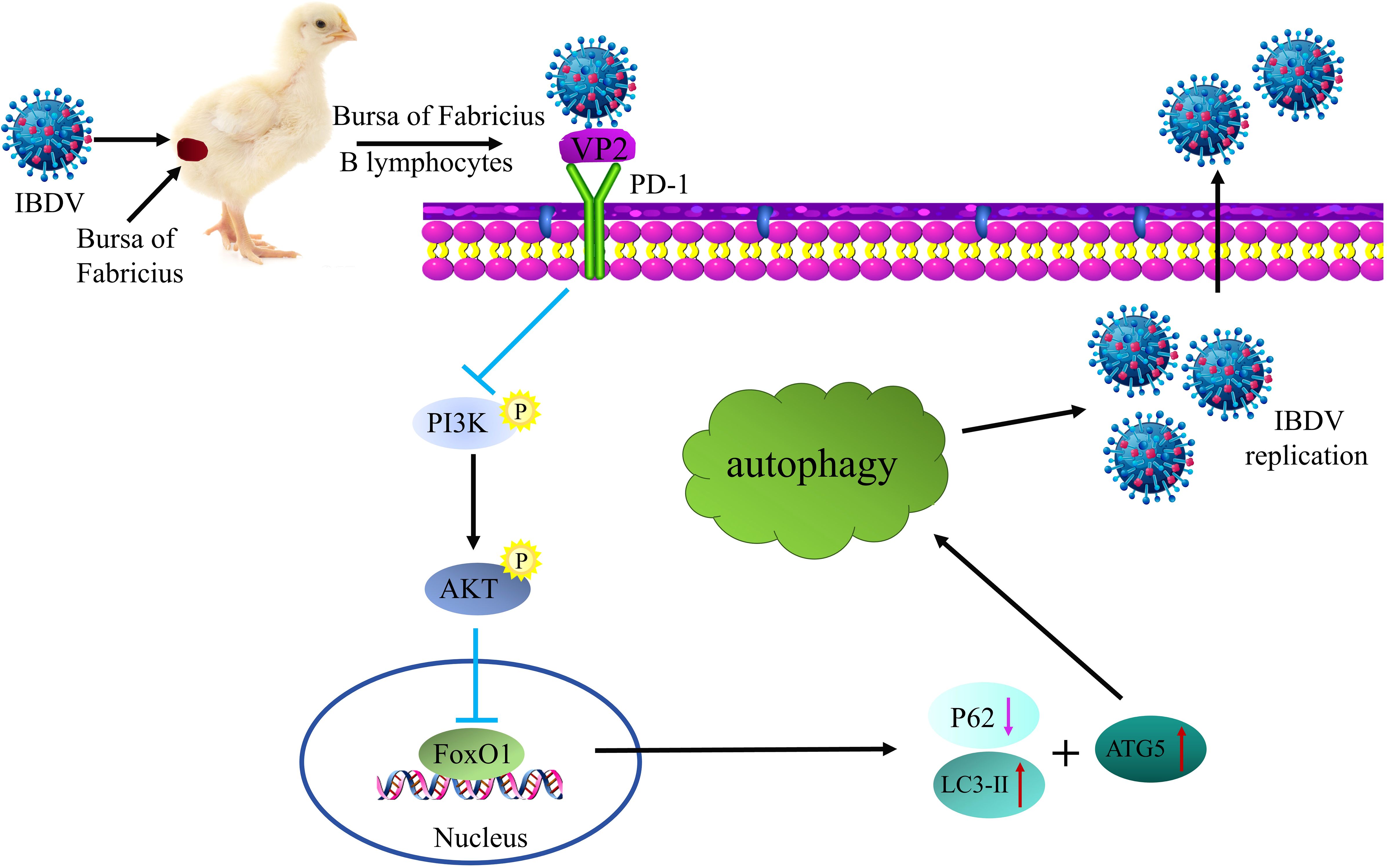Diagram illustrating the interaction of Infectious Bursal Disease Virus (IBDV) with B lymphocytes in the Bursa of Fabricius of a chick. The virus interacts with VP2 and PD-1 receptors, triggering autophagy. This involves phosphorylation of PI3K and AKT, inhibiting FoxO1 in the nucleus. Autophagy leads to IBDV replication, with increased ATG5 and LC3-II, and decreased P62.