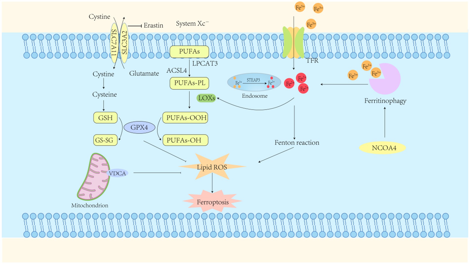 Diagram illustrating the ferroptosis pathway. Key elements include cystine import via SLC7A11, conversion to glutathione (GSH), and lipid peroxidation involving PUFAs, PUFAs-PL, PUFAs-OOH, and PUFAs-OH. GPX4 inhibits lipid ROS formation, preventing ferroptosis. Iron metabolism is highlighted with transferrin (TFR) and ferritin (NCOA4) involvement. Mitochondrial processes and the Fenton reaction are shown as contributing factors. Erastin inhibits the cystine transport system.