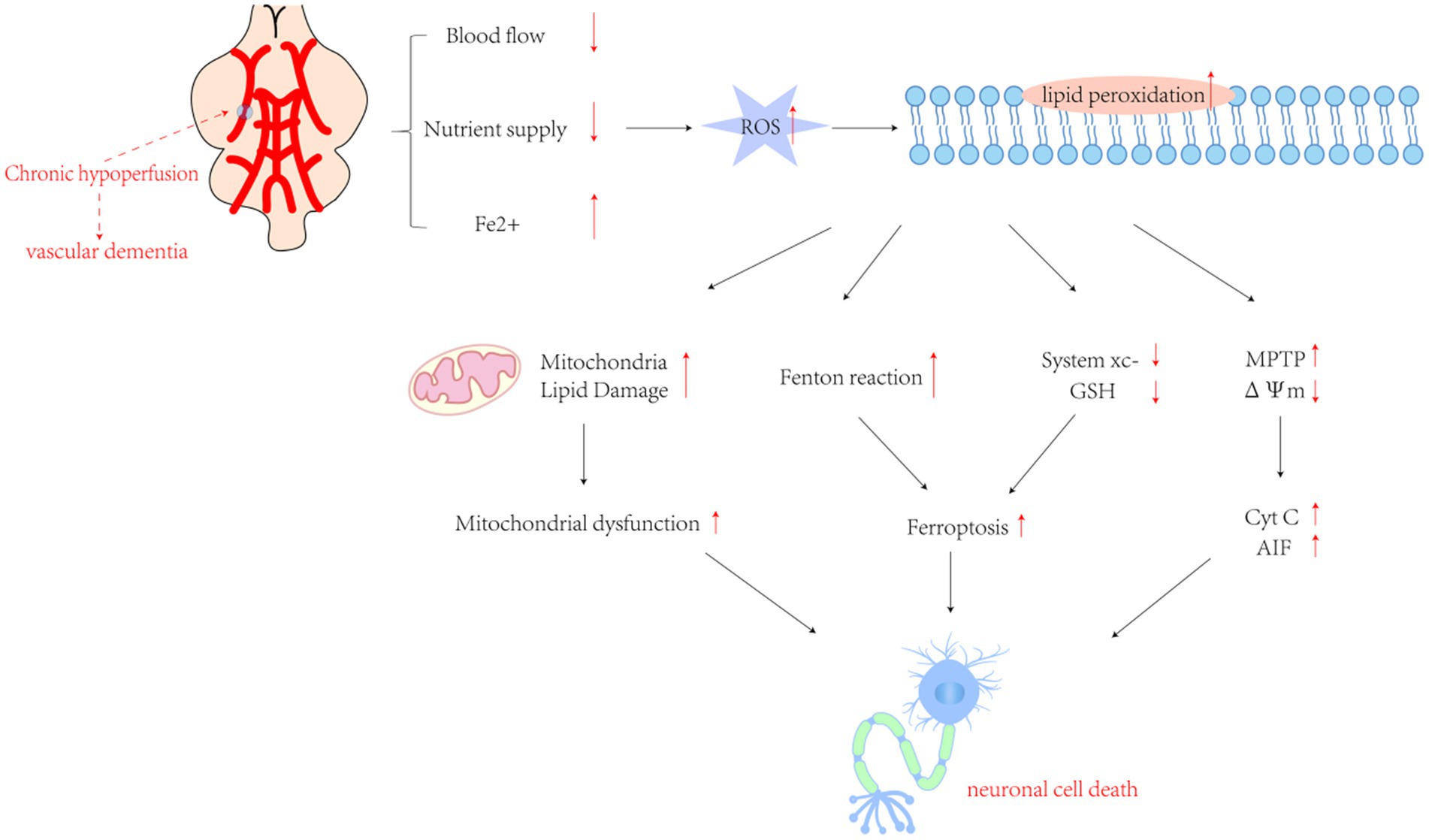 Flowchart illustrating the process of chronic hypoperfusion leading to vascular dementia and neuronal cell death. Decreased blood flow and nutrient supply increase Fe2+ levels, producing reactive oxygen species (ROS) and lipid peroxidation. This damages mitochondria, causing dysfunction and triggering the Fenton reaction. Mitochondrial damage leads to ferroptosis, while reduced system xc- and increased MPTP and Cytochrome C exacerbate cell death, resulting in neuronal loss.