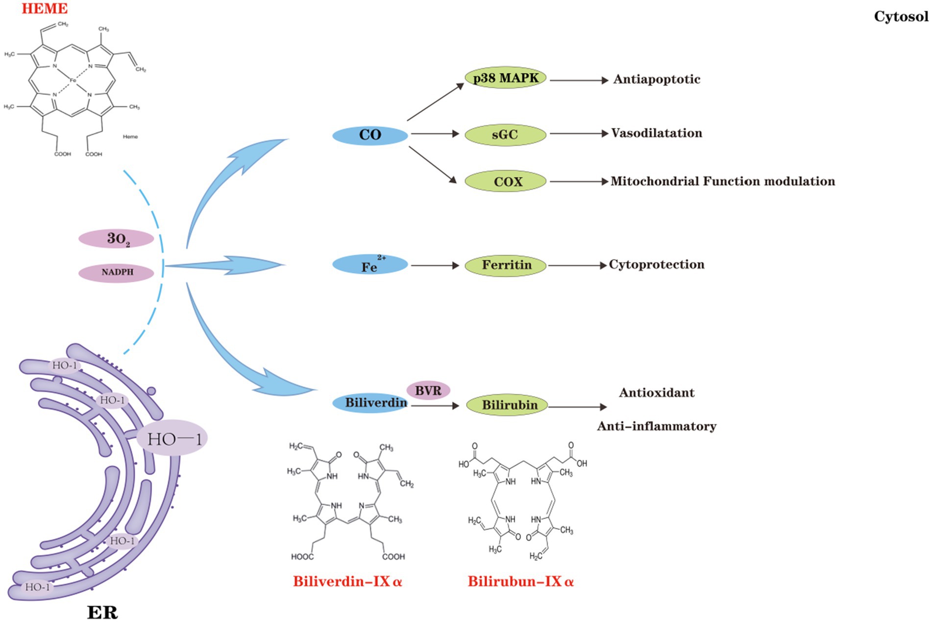 Flowchart illustrating heme degradation pathways. Heme is converted into carbon monoxide (CO), iron (Fe²⁺), and biliverdin, facilitated by oxygen and NADPH. CO activates p38 MAPK, sGC, and COX, leading to antiapoptotic, vasodilatory, and mitochondrial functions. Fe²⁺ promotes cytoprotection through ferritin. Biliverdin converts into bilirubin, providing antioxidant and anti-inflammatory effects. Molecular structures of biliverdin-IXα and bilirubin-IXα are shown. The endoplasmic reticulum is depicted with heme oxygenase (HO-1). Arrows indicate reaction pathways and outcomes.