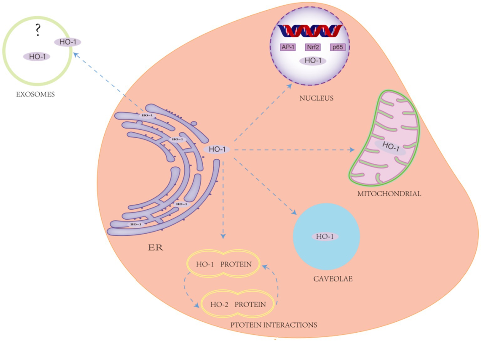Diagram illustrating the localization of HO-1 within a cell. HO-1 is shown in the endoplasmic reticulum (ER), exosomes, nucleus, mitochondria, caveolae, and in protein interactions with HO-2. The nucleus contains DNA labeled AP-1, Nrf2, and p65. Arrows indicate movement or association of HO-1 across these locations.