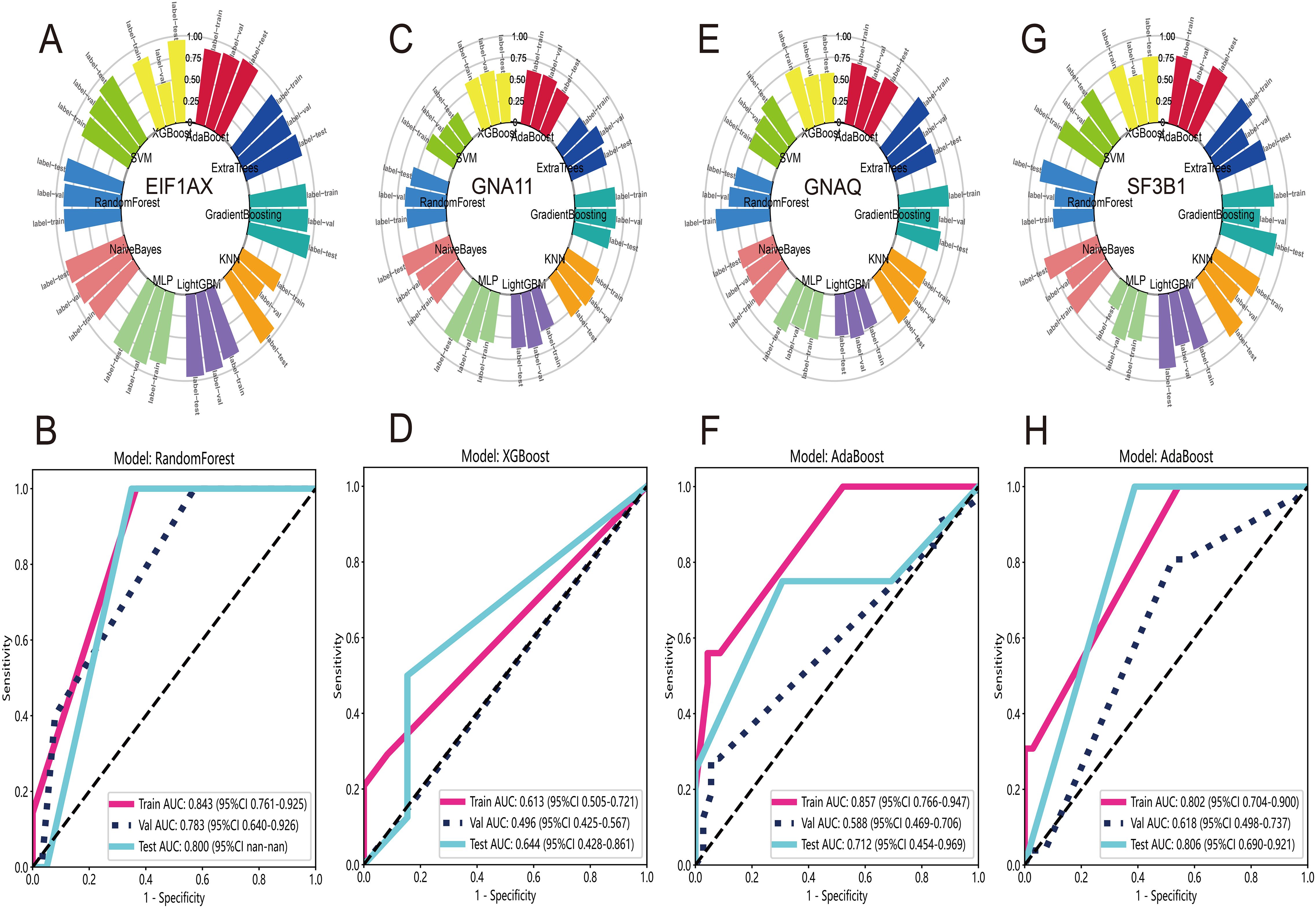 The image consists of four circular bar charts labeled A, C, E, and G, showing different gene models (EIF1AX, GNA11, GNAQ, SFB3B1) with varying performance by algorithms like RandomForest, SVM, and GradientBoosting. Below, plots B, D, F, and H are ROC curves comparing model performances (RandomForest, XGBoost, AdaBoost) with different AUC values for training, validation, and testing datasets.