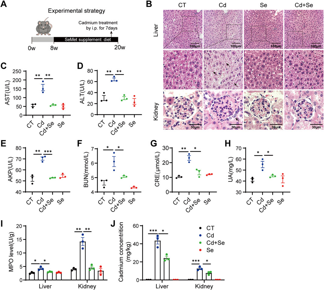Panel A illustrates the experimental strategy showing cadmium treatment and selenium supplementation in mice over 20 weeks. Panel B presents histological images of liver and kidney tissues under different treatments: control (CT), cadmium alone (Cd), selenium alone (Se), and cadmium with selenium (Cd+Se). Panels C to H display graphs of biochemical markers like AST, ALT, AKP, BUN, CRE, and UA. Panels I and J present MPO levels and cadmium concentration in liver and kidney tissues, respectively, under various treatments, indicating statistically significant differences.