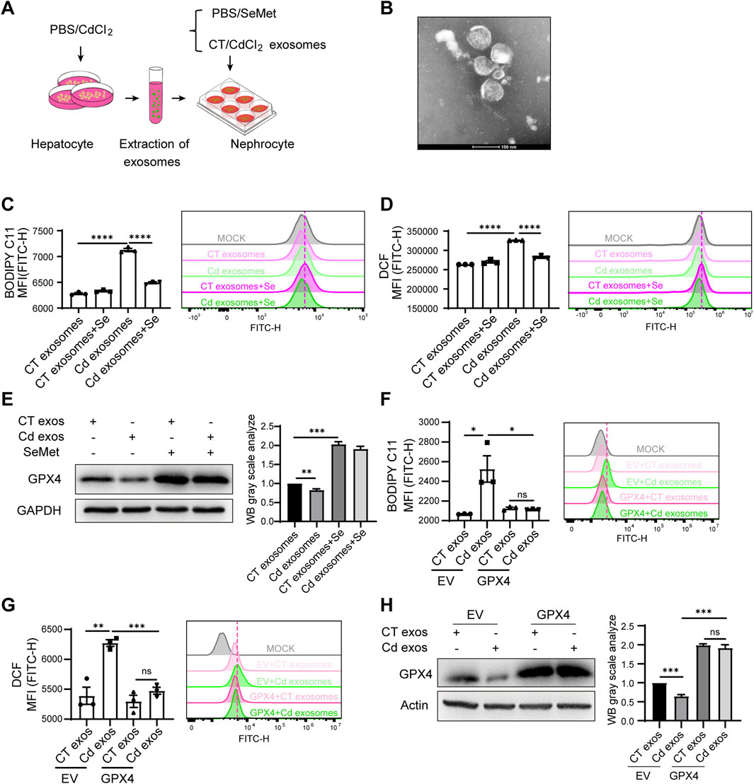 Diagram of a biological experiment involving exosomes and oxidative stress analysis. A: Illustration showing the extraction of exosomes from hepatocytes treated with PBS/CdCl2 and their application to nephrocytes treated with PBS/SeMet. B: Electron microscope image of exosomes. C and D: Bar graphs and flow cytometry plots depicting oxidative stress markers, BODIPY C11 and DCF, in different exosome treatments. E: Western blot showing GPX4 expression in various samples, with corresponding quantification graph. F and G: Bar graphs and flow cytometry plots showing oxidative stress comparisons between EV and GPX4 groups with different exosome treatments. H: Western blot of GPX4 and Actin in exosome-treated samples, with quantification.