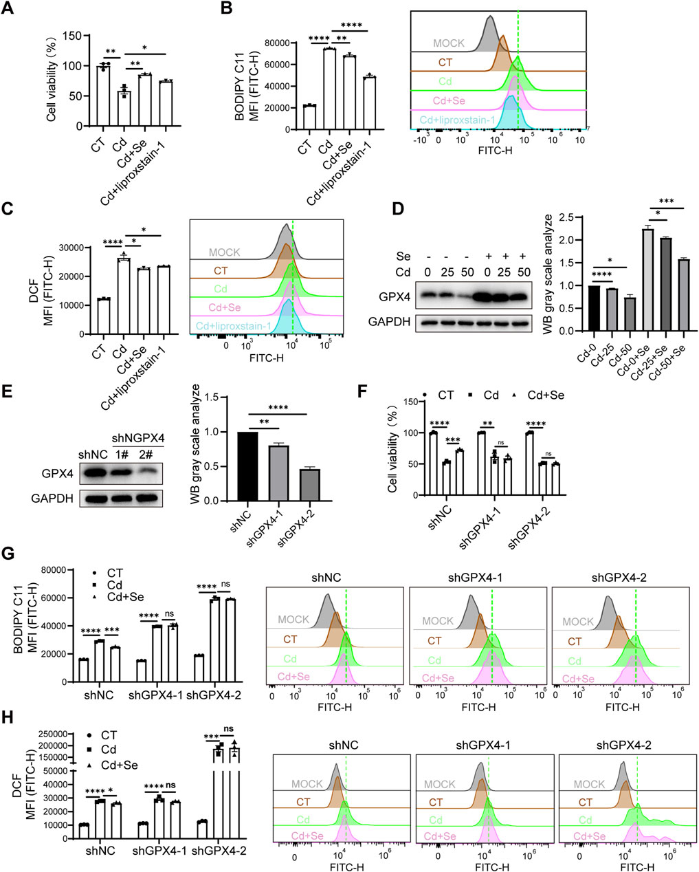 Graphs and western blots present data on cell viability, oxidative stress, and protein expression under different conditions. Panels A, B, and C display bar graphs comparing cell viability and mean fluorescence intensity (MFI) of reactive dyes (BODIPY C11 and DCF) in treatments like control (CT), cadmium (Cd), selenium (Se), and liproxstatin-1. Panel D shows western blot images of GPX4 protein with different Cd and Se concentrations, accompanied by a grayscale analysis chart. Panel E displays a western blot and bar chart analyzing GPX4 knockdown effects. Panels F, G, and H compare treatments on cell viability and oxidative stress, showing bar graphs and histograms of fluorescence intensity. Statistical significance is indicated with asterisks.
