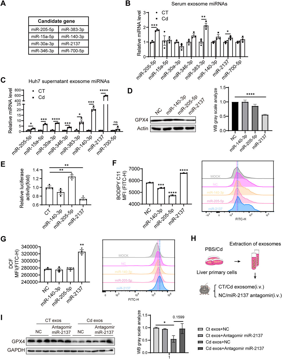 The image contains multiple panels showing experimental data and diagrams related to miRNA research. Panel A lists candidate miRNAs. Panels B and C present bar graphs comparing relative miRNA levels in serum and Huh7 supernatant exosomes, respectively, between control (CT) and treated (Cd) groups. Panel D shows a Western blot of GPX4 and its quantification. Panel E displays a bar graph of luciferase activity. Panels F and G provide flow cytometry data on BODIPY and DCF fluorescence. Panel H illustrates the exosome extraction process and experimental setup. Panel I shows another Western blot analysis with quantification. Statistical significance is indicated in all relevant panels.