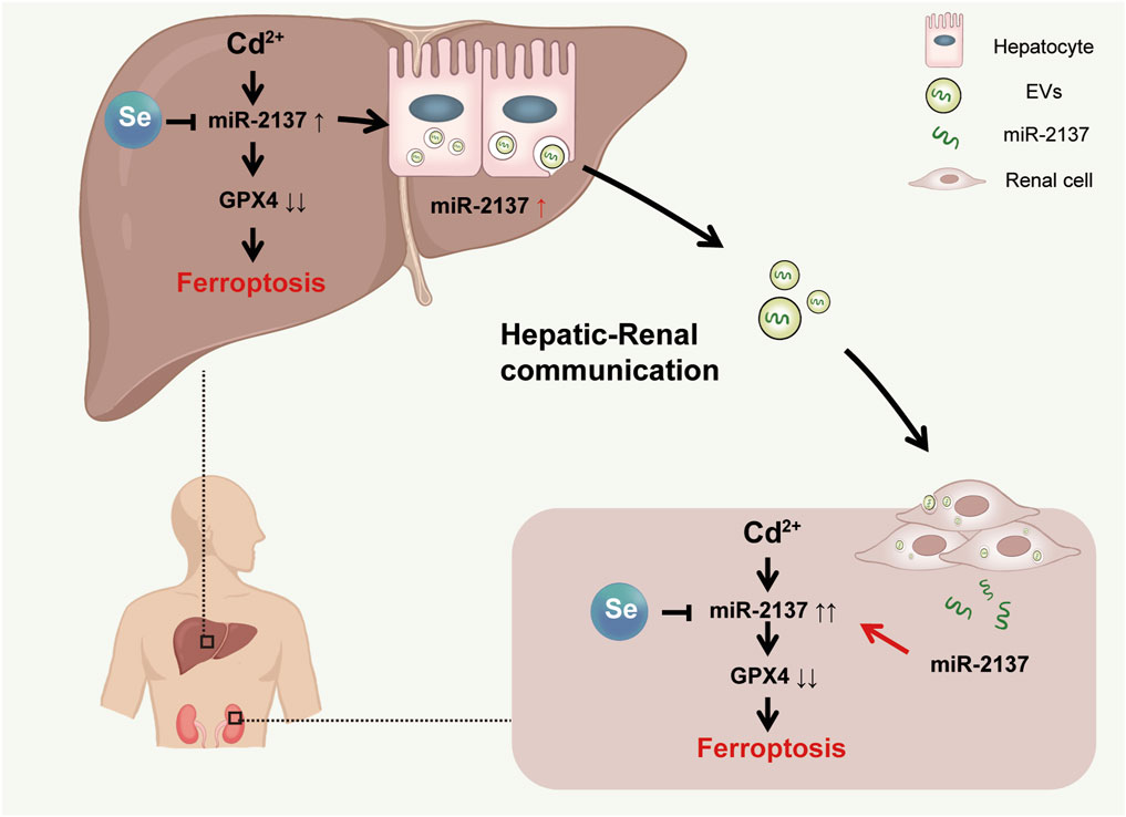 Diagram illustrating hepatic-renal communication involving cadmium ion (Cd²⁺)-induced ferroptosis. It shows selenium (Se) reducing microRNA-2137 levels, which suppresses GPX4, leading to ferroptosis in liver and renal cells. The process involves extracellular vesicles (EVs) carrying miR-2137 between hepatic and renal tissues. Elements are labeled, and pathways are indicated with arrows.