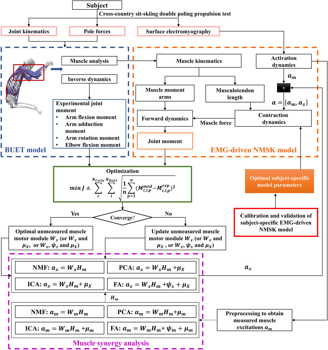 Flowchart detailing the process of analyzing cross-country sit-skiing propulsion, involving joint kinematics, pole forces, and electromyography. It includes BUET model muscle analysis, EMG-driven neuromusculoskeletal model, and optimization for muscle synergy analysis. The process involves activation, contraction dynamics, forward dynamics, experimental joint moments, calibration, validation, and updating of muscle motor modules, using methods like NMF, PCA, ICA, and FA. Key areas are highlighted with color-coded sections for different stages of the analysis.