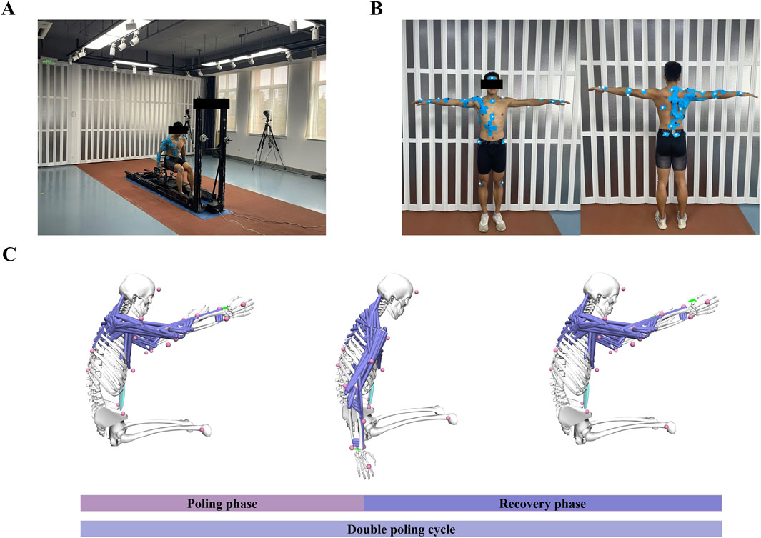 A man is seated on exercise equipment in a brightly lit room. Part B shows him standing with arms outstretched, front and back view, with motion capture markers on his body. Part C illustrates skeletal models in a double poling cycle with labels for poling and recovery phases.