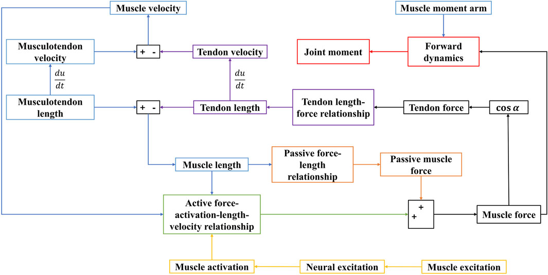 Flowchart illustrating a biomechanical model of muscle and tendon dynamics. Key components include musculotendon length and velocity, muscle and tendon velocity and length, muscle moment arm, neural excitation, and various force relationships. It features processes like joint moment, passive and active force relationships, and forward dynamics leading to muscle force calculation. Arrows indicate interaction between these elements.