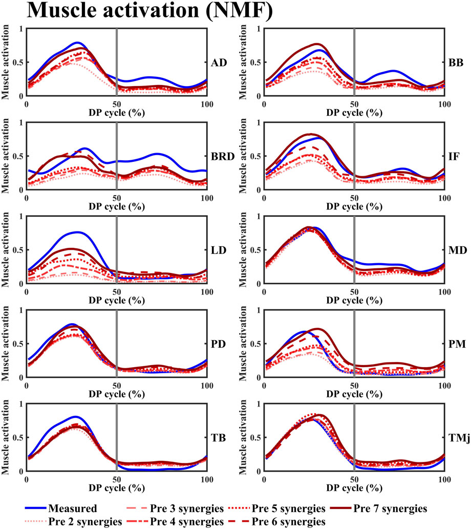 Graphs showing muscle activation across different percentages of the DP cycle for various muscles: AD, BB, BRD, IF, LD, MD, PD, PM, TB, and TMj. Each graph compares measured data (blue line) with predicted activations using two to seven synergies (various red dashed and dotted lines). Activation intensity is on the vertical axis, and the DP cycle percentage is on the horizontal axis, with peaks and variations detailed for each muscle.