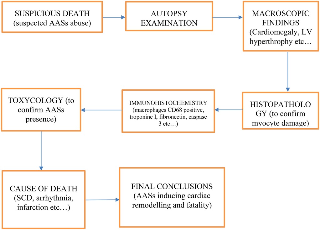 Flowchart depicting the investigation process of a suspicious death due to suspected anabolic-androgenic steroid abuse. It starts with suspicious death, followed by autopsy examination leading to macroscopic findings like cardiomegaly. This connects to histopathology to confirm myocyte damage. Immunohistochemistry checks for CD68 positive macrophages. Toxicology confirms anabolic-androgenic steroid presence. These all contribute to determining the cause of death, such as sudden cardiac death, and final conclusions about cardiac remodeling and fatality.