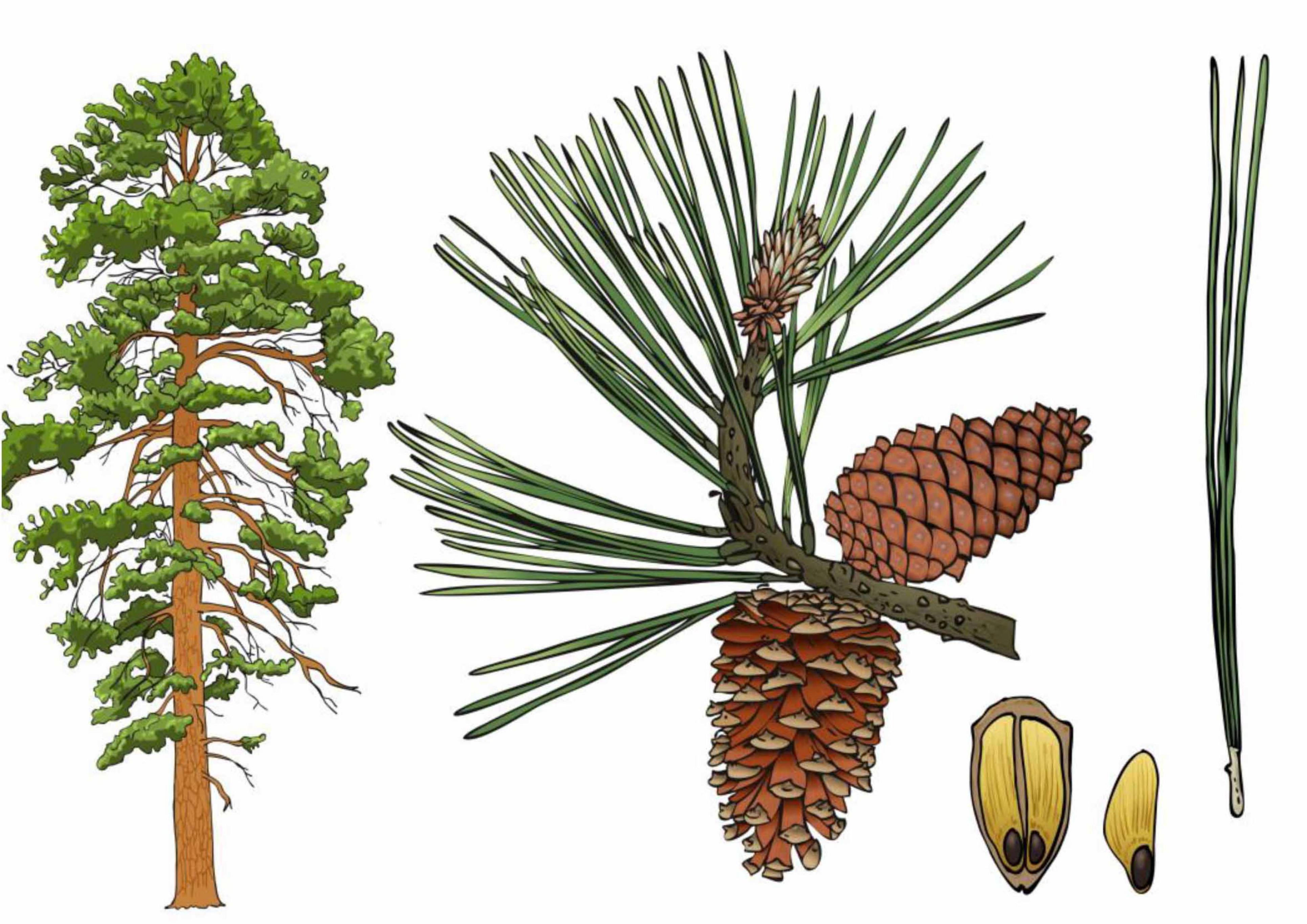 Illustration of a pine tree and its components. On the left, a full tree with a brown trunk and green foliage. To the right, detailed views of pine needles, cones, and seeds, showcasing their structure and texture.