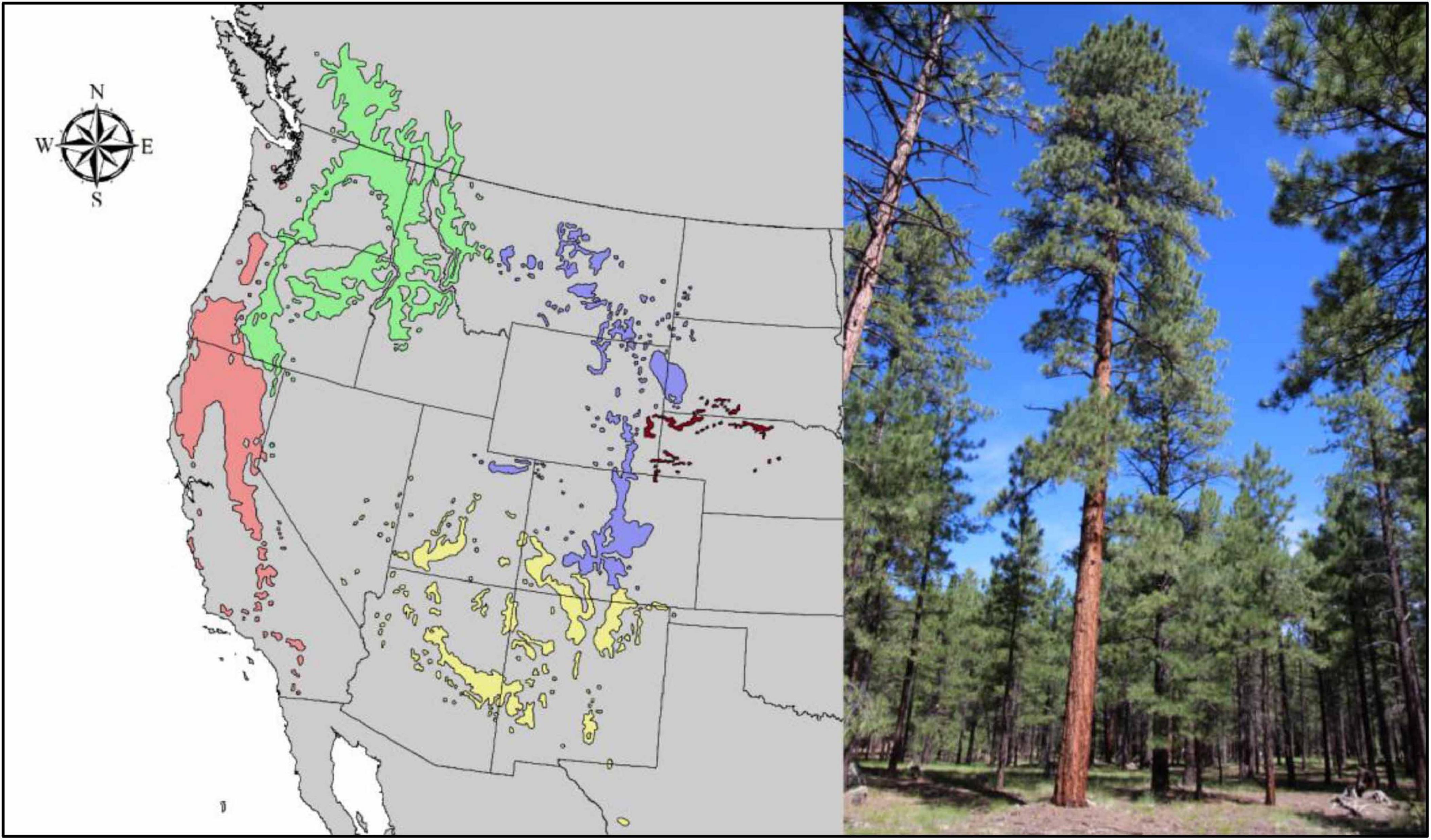 Map and photograph of pine trees. On the left, the map shows the distribution of various pine species across the western United States, using different colors to denote regions. A compass rose indicates cardinal directions. On the right, a tall pine tree stands in a forest under a clear blue sky, surrounded by other trees.