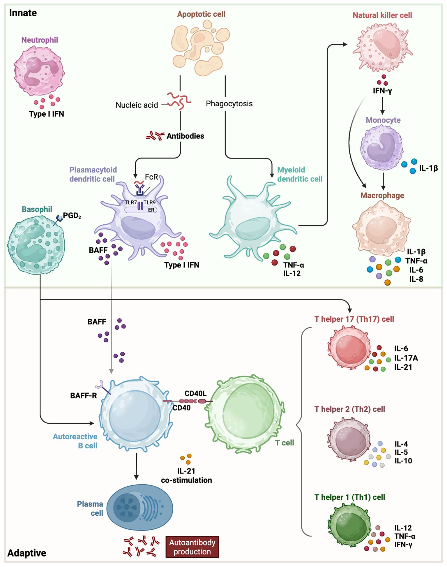 Role of innate and adaptive immune responses. The innate immune system includes neutrophils, apoptotic cells, basophils, plasmacytoid and myeloid dendritic cells, natural killer cells, monocytes, and macrophages. These interact through processes like phagocytosis and cytokine release (e.g., Type I IFN, TNF-α). The adaptive immune system involves autoreactive B cells and T cells (Th1, Th2, Th17), facilitated by cytokines (e.g., IL4, IL-6). Key molecules include nucleic acids, antibodies, BAFF, and CD40L, leading to plasma cell formation and autoantibody production.