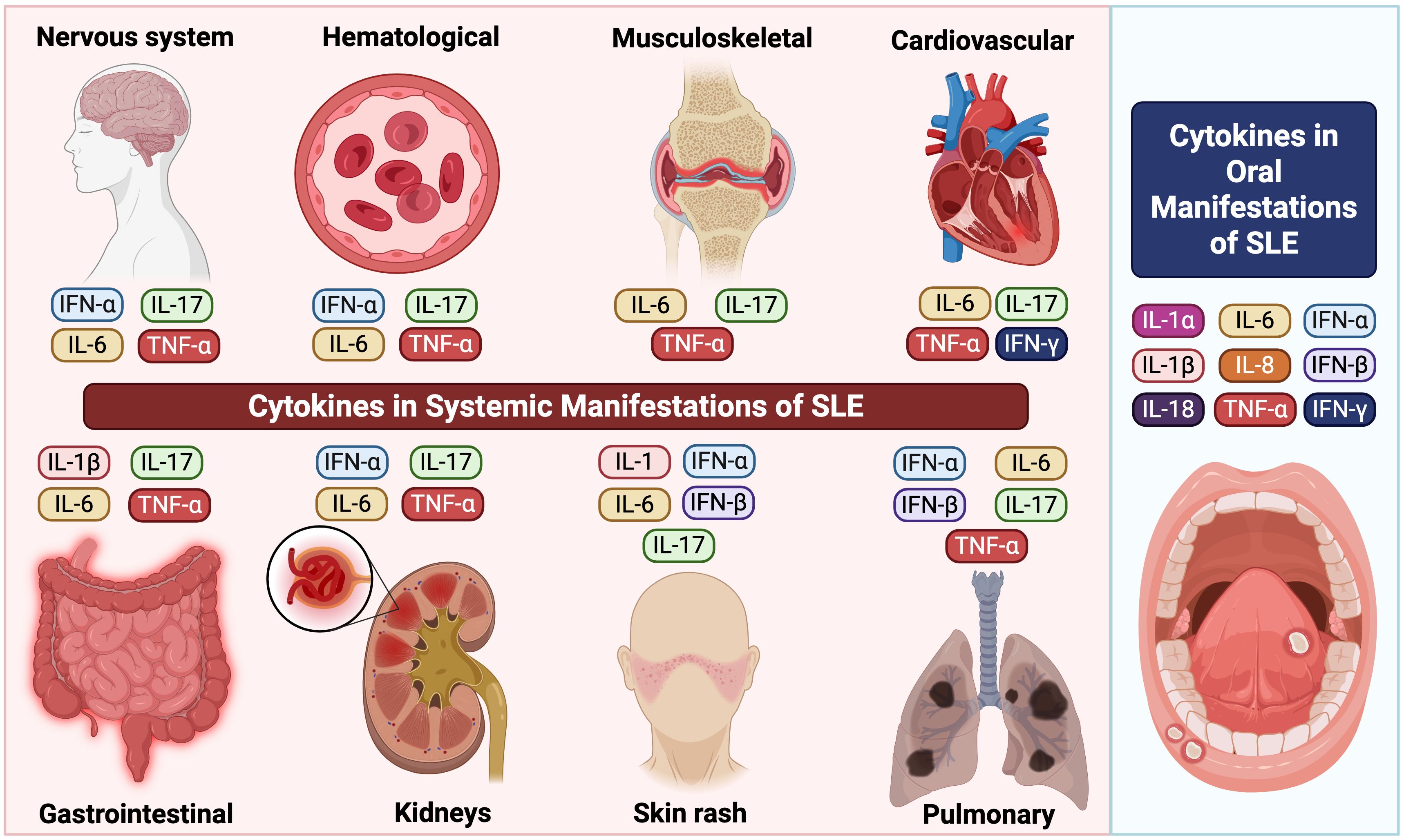 Diagram showing cytokines involved in systemic manifestations of Systemic Lupus Erythematosus (SLE) across various systems: nervous, hematological, musculoskeletal, cardiovascular, gastrointestinal, kidneys, skin rash, pulmonary. Cytokines include IFN-α, IL-17, IL-6, TNF-α, and others. Cytokines involved in oral manifestations include IL-1α, IL-1b, IL-18, IL-6, IL-8, IFN-α, IFN-β, IFN-γ, TNF-α.