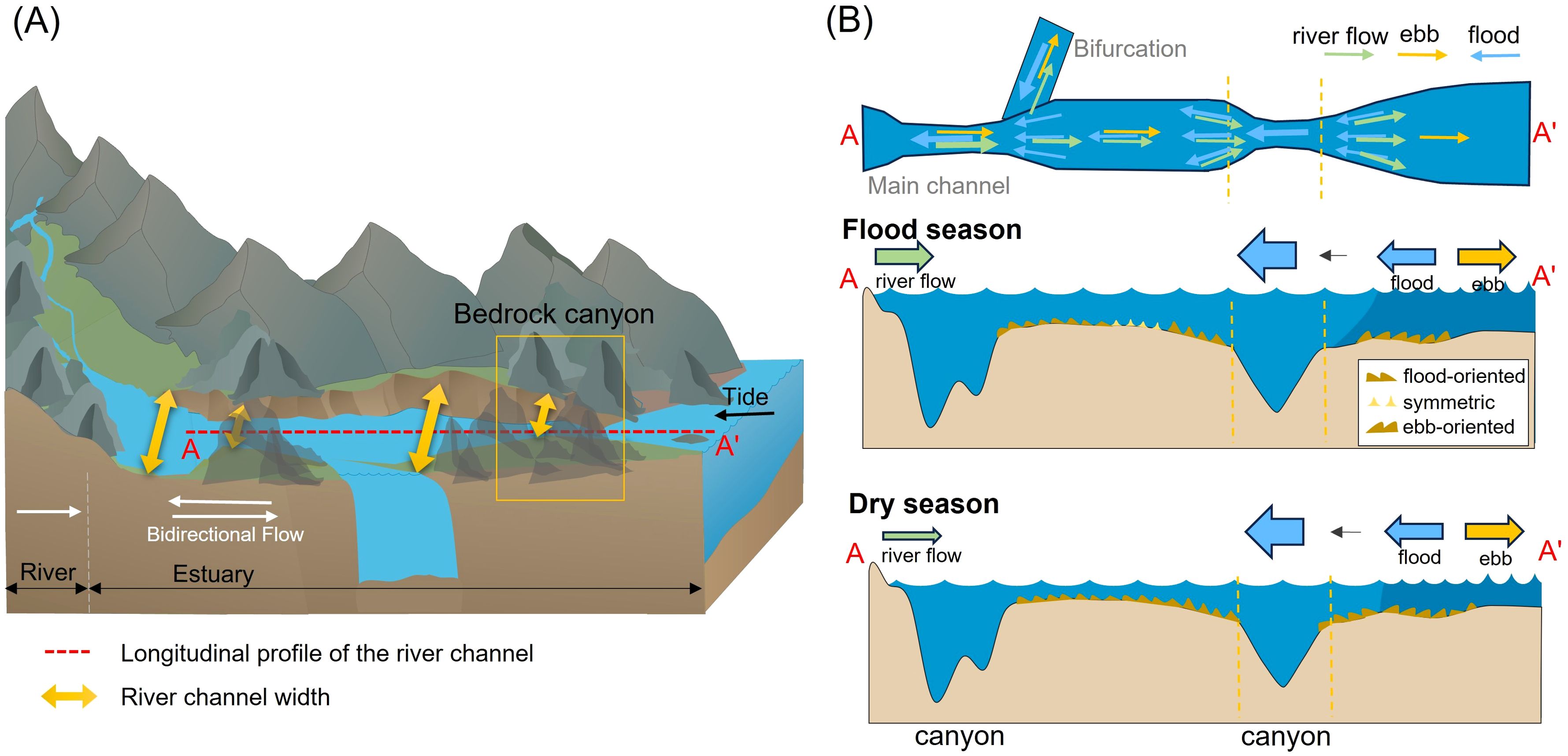 Illustration showing a river system with labeled sections. Panel (A) depicts a longitudinal profile of a river channel flowing through an estuary and bedrock canyon, highlighting bidirectional flow and channel width. Panel (B) illustrates seasonal changes with bifurcation. In flood season, river flow and tides are shown with directional arrows. The channel exhibits flood-oriented, symmetric, and ebb-oriented features. During the dry season, the flow direction and features remain similar, emphasizing the influence of seasonal variations.
