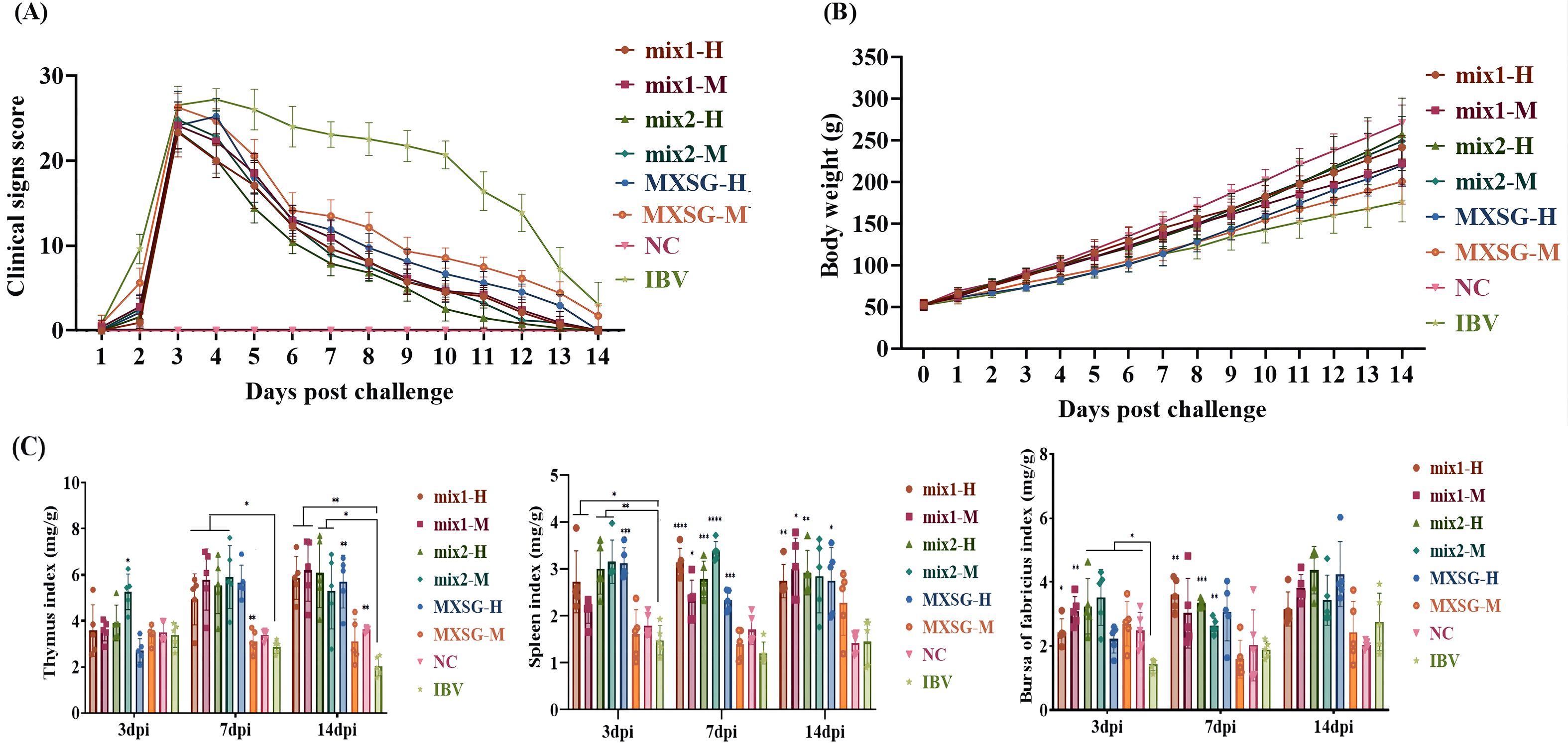 Three charts showing experimental data comparisons among different groups. (A) Line graph depicts clinical signs scores over 14 days post-challenge for various groups, indicating differences in response. (B) Line graph displays body weight changes over the same period, showing growth trends. (C) Bar graphs present thymus, spleen, and bursa of Fabricius indices at 3, 7, and 14 days post-infection (dpi), highlighting variations among groups. Groups include mix1-H, mix1-M, mix2-H, mix2-M, MXSG-H, MXSG-M, NC, and IBV, with significance markers indicated. Error bars are present in all graphs.
