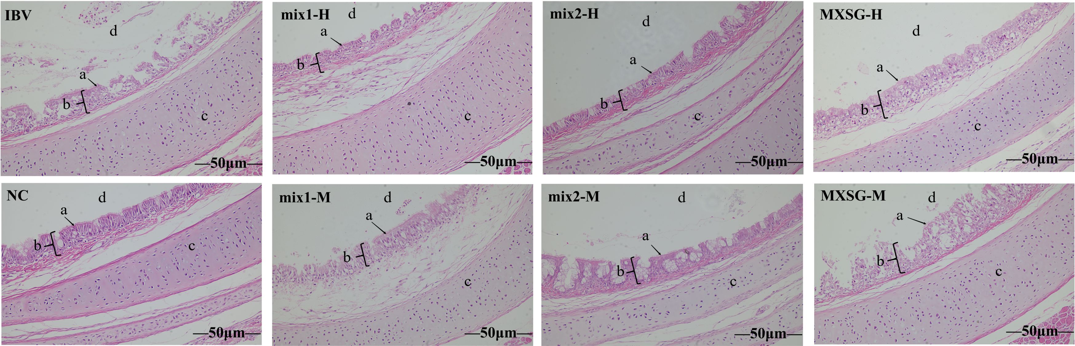 Histological images of tissue samples labeled IBV, mix1-H, mix2- H, MXSG-H, NC, mix1-M, mix2-M, and MXSG-M. Each image shows layers labeled a, b, c, and d with a scale bar of fifty micrometers. The tissue structures and cellular details are visibly different across samples, indicating variations in tissue composition or treatment effects.