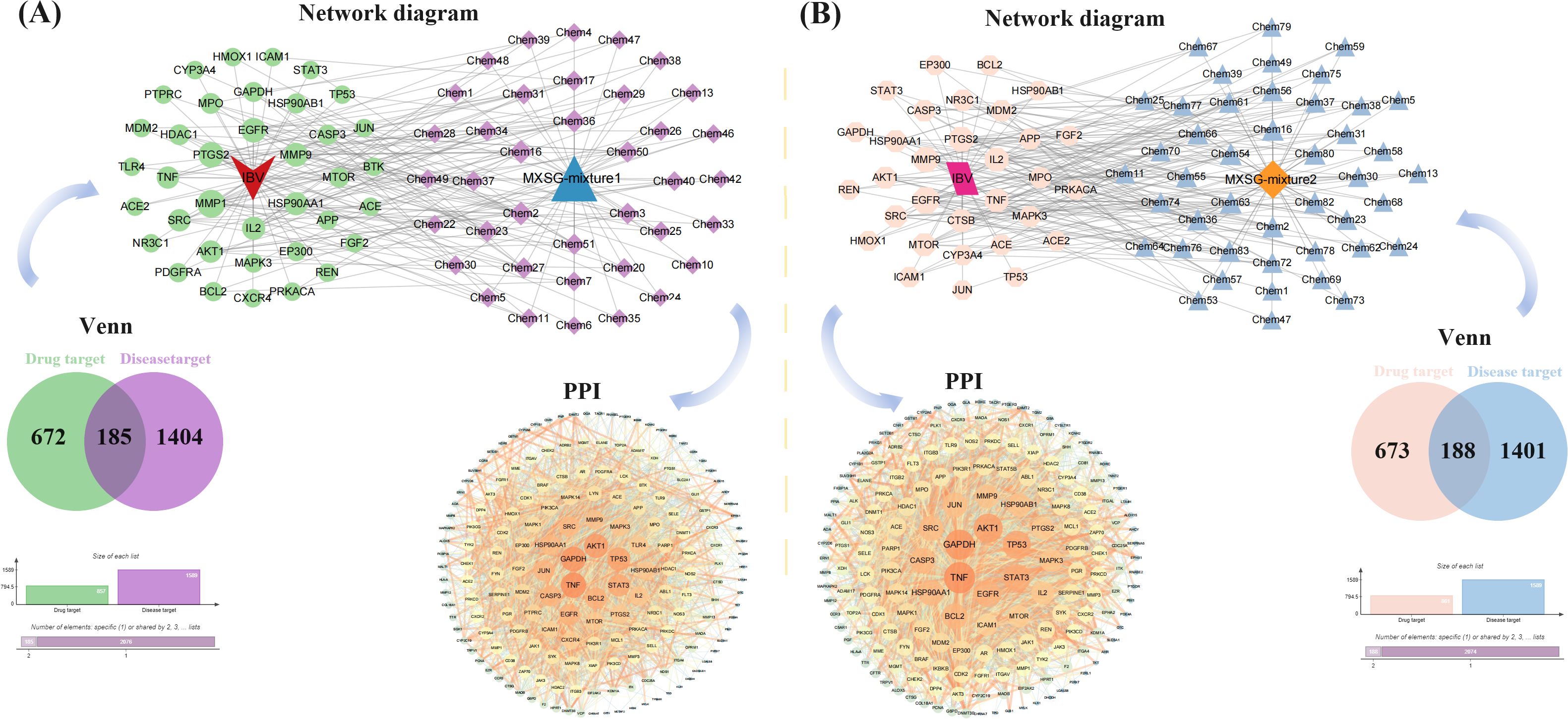 Two panels labeled A and B depict network diagrams, Venn diagrams, and PPI networks. Panel A's network diagram shows connections between IBV (red triangle), drug targets (green circles), and chemicals (purple diamonds) labeled Chem1 to Chem51. Its Venn diagram shows overlapping drug and disease targets (185 shared). Panel B's network diagram illustrates connections between IBV (pink square), similar elements, and chemicals (blue triangles) labeled Chem1 to Chem83. Its Venn diagram displays an overlap between drug and disease targets (188 shared). Both panels include bar charts detailing target list sizes and shared elements.