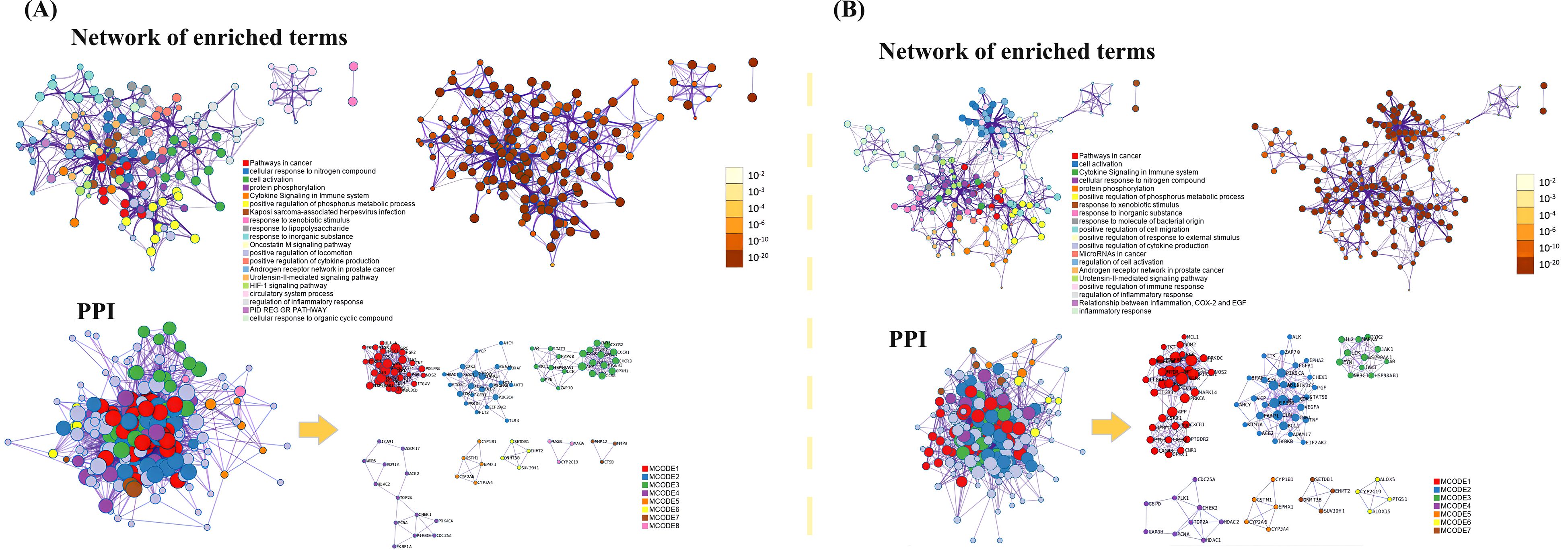 Network diagrams (A) and (B) depict enriched terms and proteinprotein interactions (PPI). Each network shows interconnected nodes and edges, with color-coded clusters representing specific biological processes or pathways. Color scales indicate significance levels, while legends detail associated pathways such as cytokine signaling and pathways in cancer.