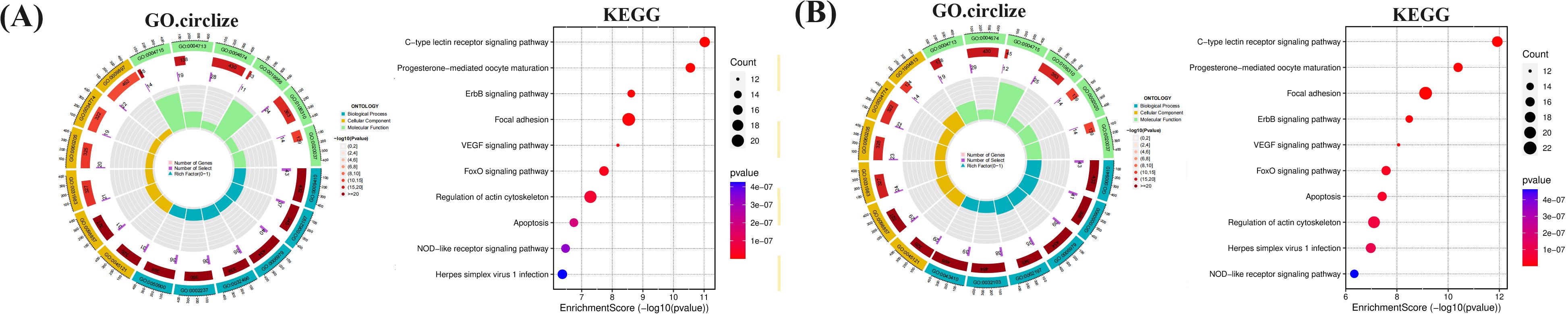 Panel A shows a GO circle visualization detailing gene ontology categories, with color-coded segments for biological processes, cellular components, and molecular functions. Panel B displays a similar GO circle with different gene categories. Both panels include KEGG pathway enrichment dot plots. Dot size indicates gene count; color represents p-value, with pathways listed on the y-axis and enrichment scores on the x-axis.