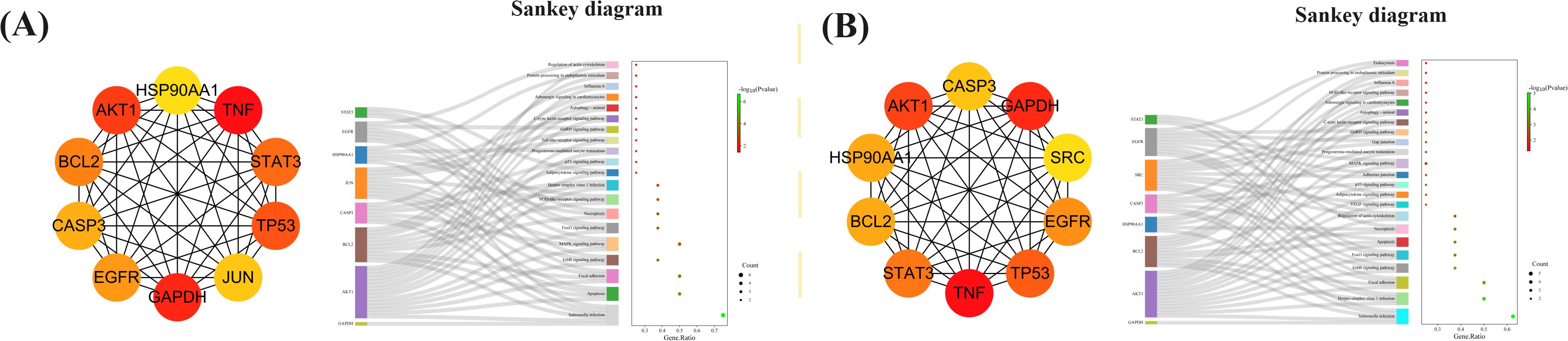 Two images, labeled A and B, each show a network of interconnected nodes and a Sankey diagram. In both, nodes labeled with gene symbols such as AKT1, TNF, and HSP90AA1 are connected in a circular arrangement. The adjacent Sankey diagrams depict pathways with varying gene ratios and p-values. Color gradients indicate significance, with node sizes representing count.