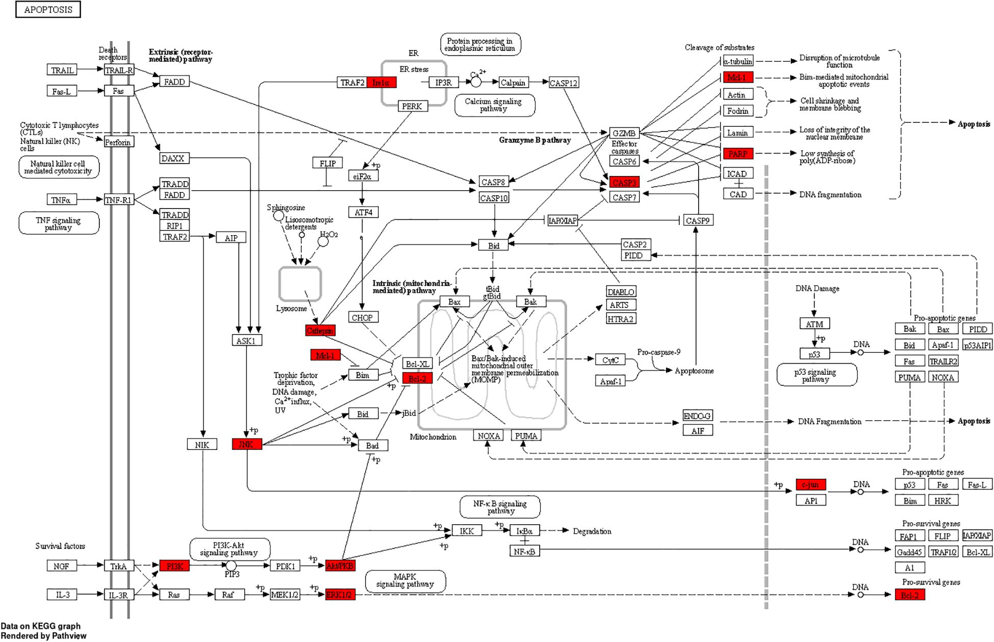 Pathway diagram illustrating apoptosis, highlighting protein interactions and signaling pathways involved in cell death regulation. Key proteins are marked in red, showing their roles in extrinsic, intrinsic, and mitochondrial pathways. It includes interactions with TRAIL, Fas, CASP proteins, Bcl-2 family, and survival factors.