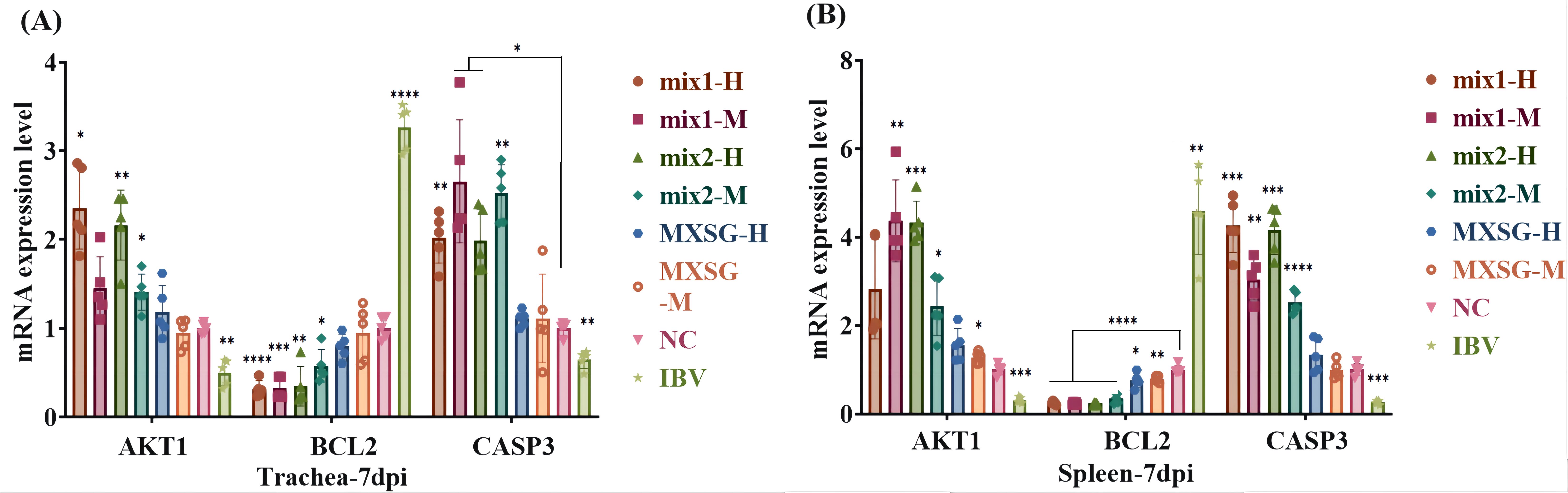 Bar charts showing mRNA expression levels for AKT1, BCL2, and CASP3 at 7 days post-infection in trachea (A) and spleen (B). Different treatments include mix1-H, mix1-M, mix2-H, mix2-M, MXSG-H, MXSG-M, NC, and IBV, with significance marked by asterisks.