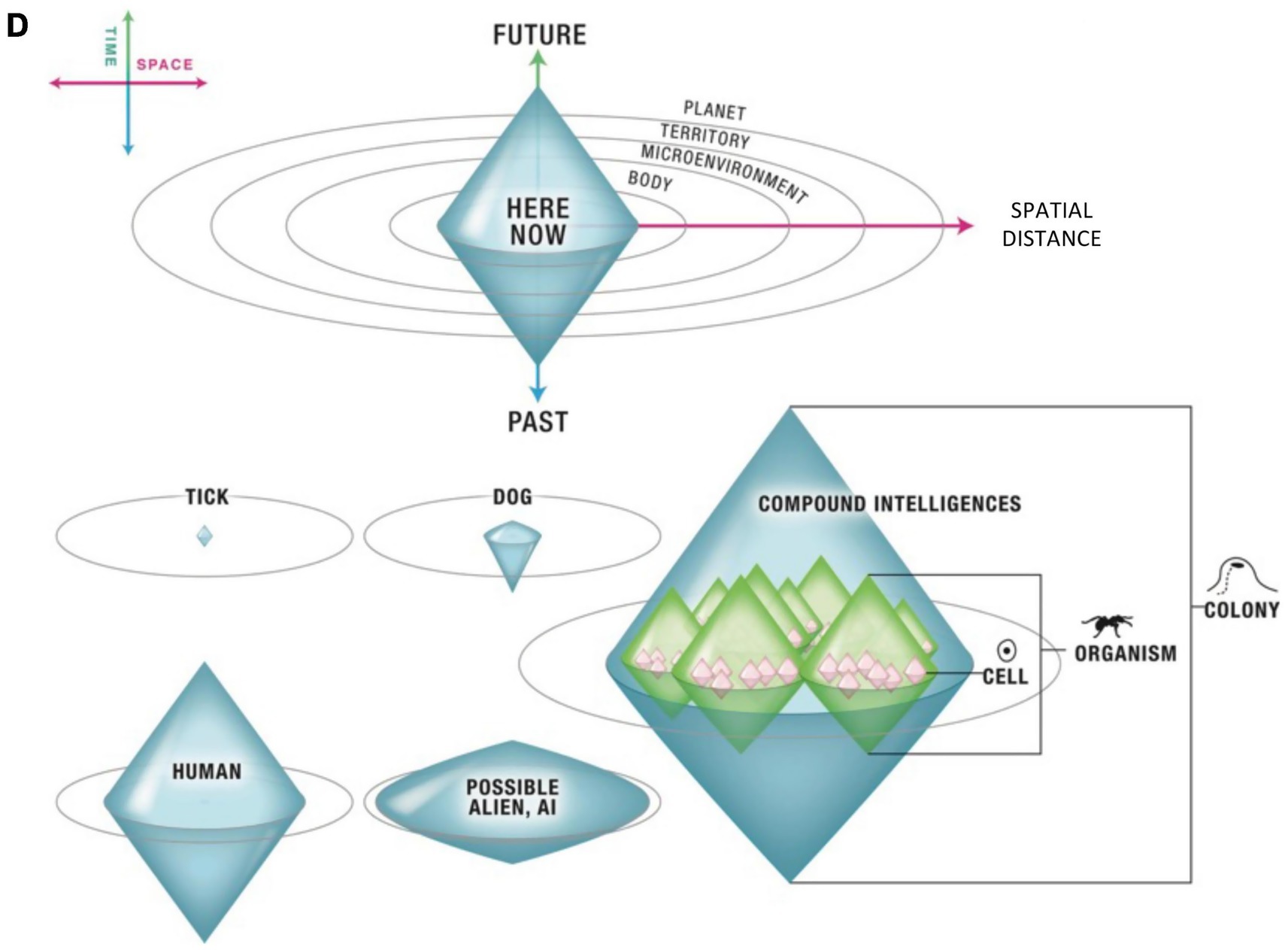 Diagram depicting hierarchical structures of intelligence across time and space. The central diamond represents “HERE NOW,” with axes labeled “FUTURE,” “PAST,” and “SPATIAL DISTANCE.” Surrounding elements include different entities like “HUMAN,” “DOG,” “TICK,” “POSSIBLE ALIEN, AI,” and “COMPOUND INTELLIGENCES.” The “COMPOUND INTELLIGENCES” section is connected to “CELL,” “ORGANISM,” and “COLONY,” indicating levels of complexity.