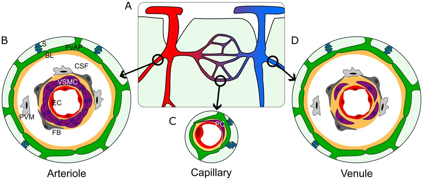 Diagram illustrating the blood-brain barrier and perivascular cells within arterioles, capillaries, and venules. Arteriole (B) and venule (D) sections show layers including endothelial cells, vascular smooth muscle cells, and perivascular macrophages, with key elements labeled. Capillary section (C) highlights endothelial cells and pericytes. Central diagram (A) shows blood flow from arteries to capillaries to veins. Color-coded elements define different cell types and structures.