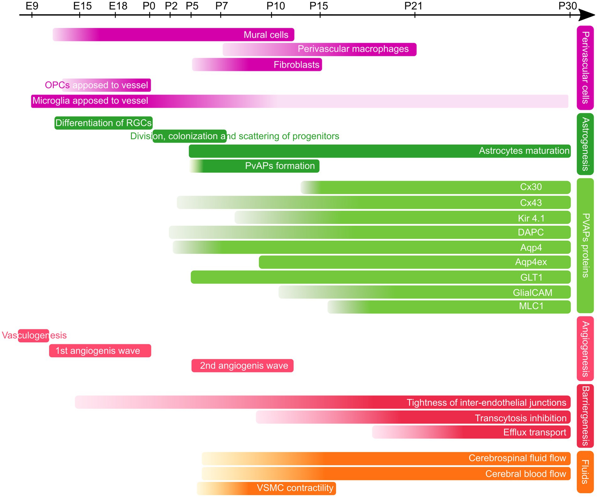 Timeline diagram showing stages of brain vascular development and associated cellular processes from embryonic day 9 (E9) to postnatal day 30 (P30). It includes perivascular cells, astrogenesis, angiogenesis, barrier formation, and fluid regulation, with labeled events like mural cell development, progenitor differentiation, angiogenic waves, and fluid flow processes in color-coded bars.