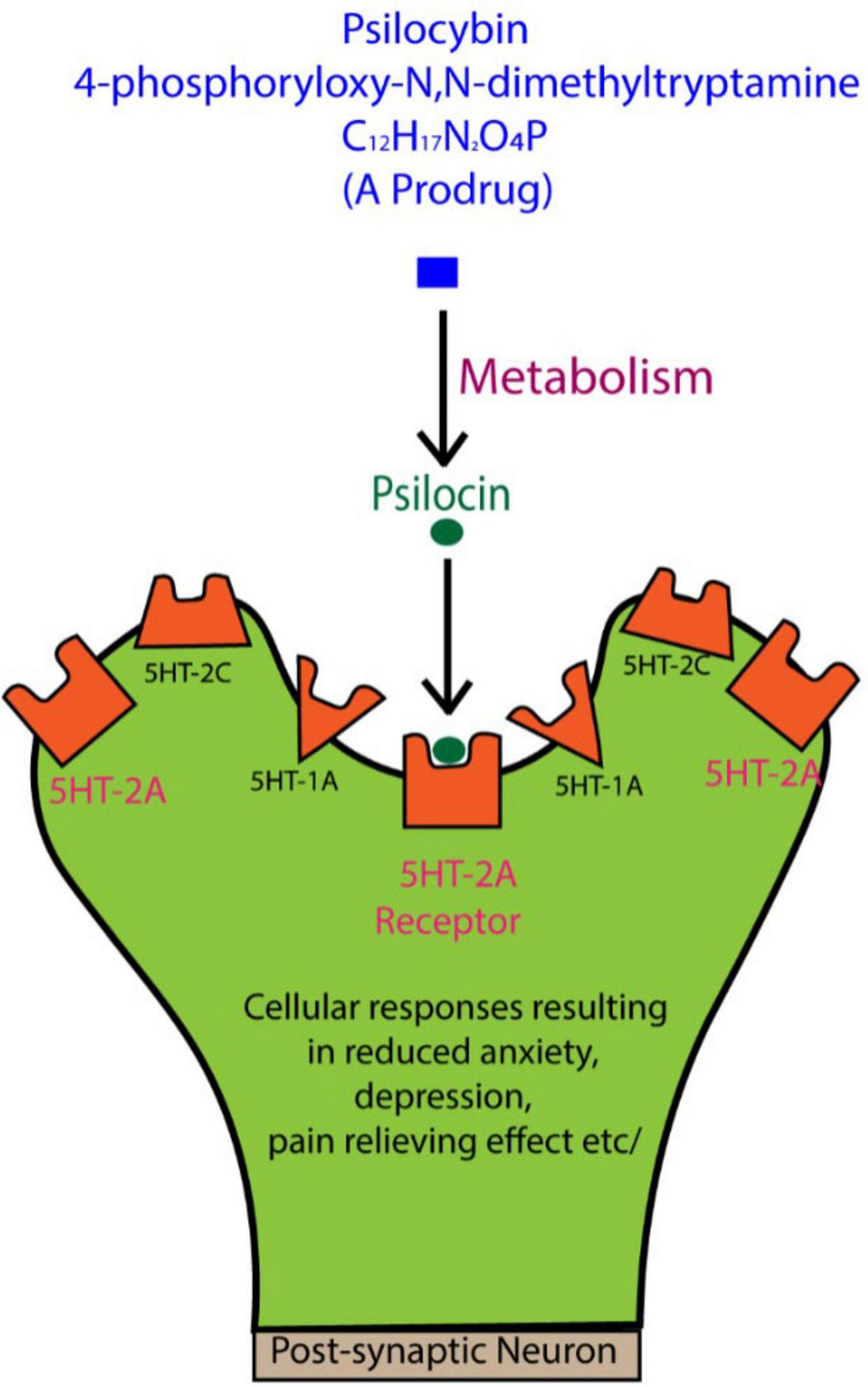 Diagram illustrating the metabolism of psilocybin into psilocin, which binds to 5HT-2A receptors on a post-synaptic neuron. This binding leads to cellular responses that reduce anxiety, depression, and provide pain relief.