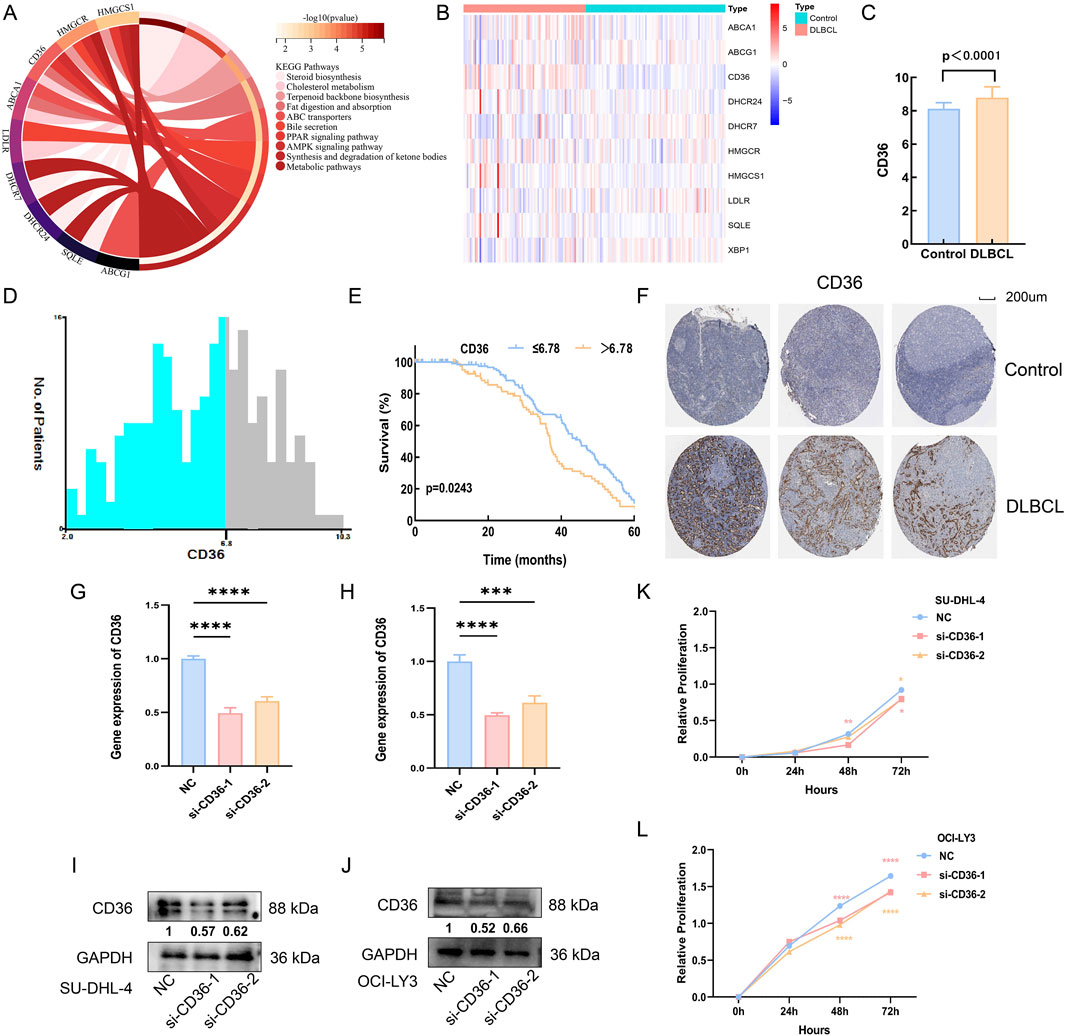 This image contains multiple panels related to CD36 in DLBCL research. Panel A shows a circular diagram of KEGG pathways. Panel B presents a heatmap of gene expressions. Panel C is a bar graph comparing CD36 expression between control and DLBCL. Panel D displays a histogram of CD36 levels in patients. Panel E shows a Kaplan-Meier survival curve for CD36 levels. Panel F contains immunohistochemistry images for CD36 staining. Panels G and H are bar graphs of CD36 gene expression with significance indicators. Panels I and J depict Western blots with protein expression levels. Panels K and L are line graphs showing relative proliferation over time.