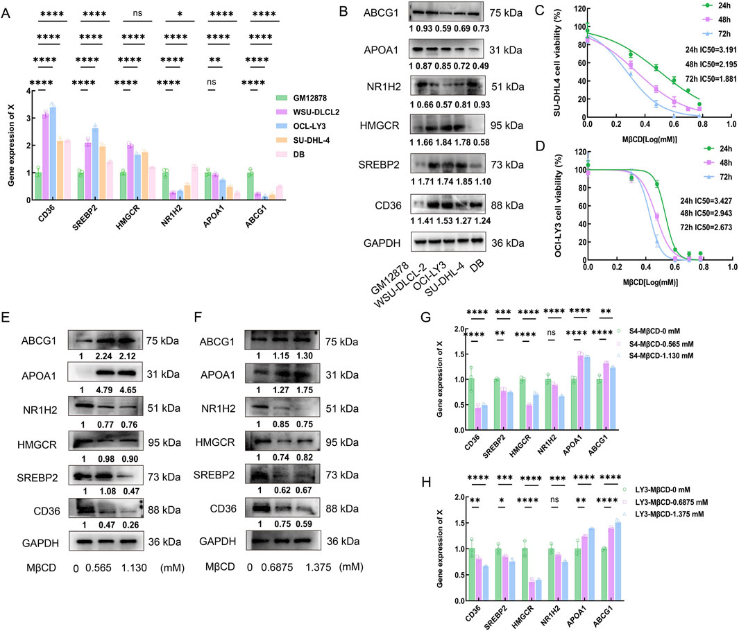 Various panels display experimental data. A: Bar graph illustrating gene expression in different cell lines with statistical significance marked.B: Western blot showing protein expression levels in five cell lines.C and D: Line graphs representing cell viability across different time points with IC50 values.E and F: Western blots with bands showing protein expression at varying MβCD concentrations in two separate treatments.G and H: Bar graphs depicting gene expression changes with MβCD treatment in different samples, accompanied by significance indicators.