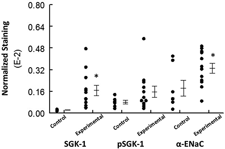 Dot plot showing normalized staining levels (E-2) for SGK-1, pSGK-1, and α-ENaC under control and experimental conditions. SGK-1 and α-ENaC have significantly higher staining in experimental groups, marked by asterisks. Error bars indicate variability.