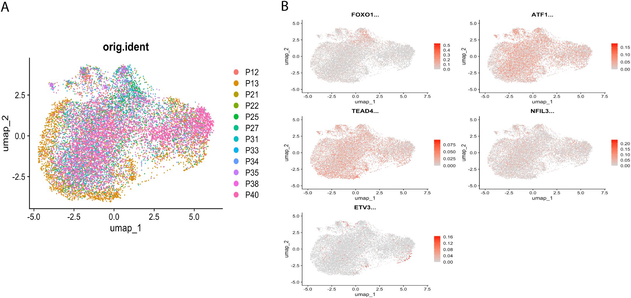Panel A shows a UMAP plot with colored clusters representing different groups labeled from P12 to P40, each in distinct colors. Panel B contains five UMAP plots labeled FOXO1, ATF1, TEAD4, NFIL3, and ETV3, displaying data points with varying color intensities on a gradient, indicating expression levels.