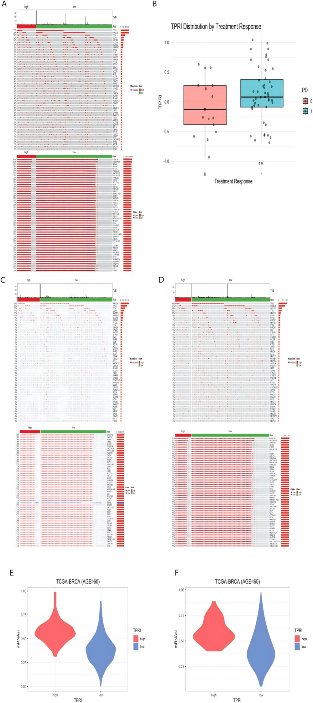 Panel A shows a heatmap of gene mutations with high and low tumor mutation burden (TMB). Panel B presents a box plot of TPRI distribution by treatment response. Panels C and D depict heatmaps with low and high mutation risks. Panels E and F illustrate violin plots of mRNA expression levels for TCGA-BRCA patients over and under sixty years, comparing high and low TPRI groups.