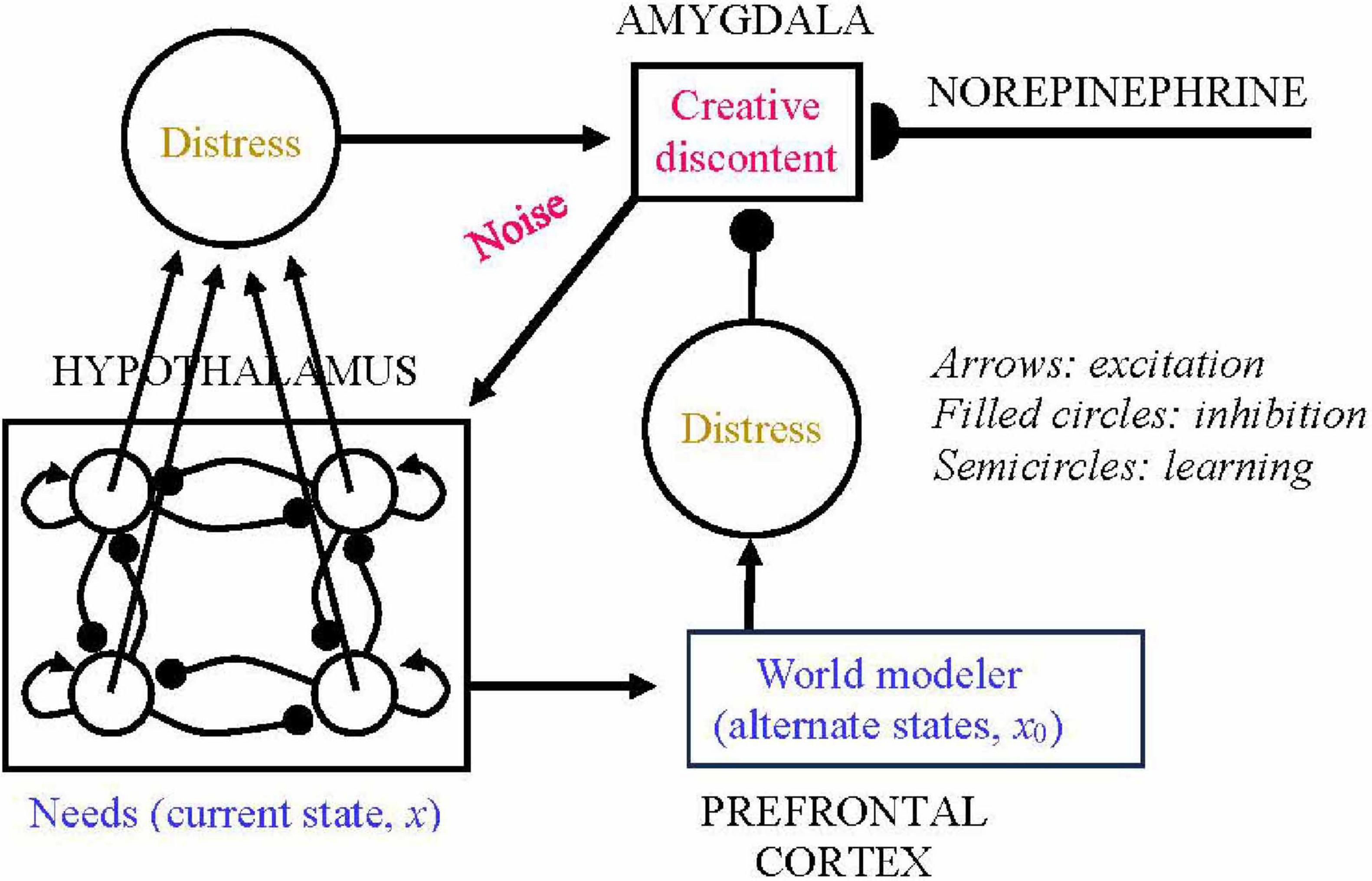 Diagram illustrating interactions between the hypothalamus, amygdala, and prefrontal cortex. It shows pathways of excitation, inhibition, and learning with elements like “Needs,” “Distress,” and “Creative discontent.” Arrows indicate directions, filled circles represent inhibition, and semicircles denote learning. Key terms include “Norepinephrine” and “World modeler.”