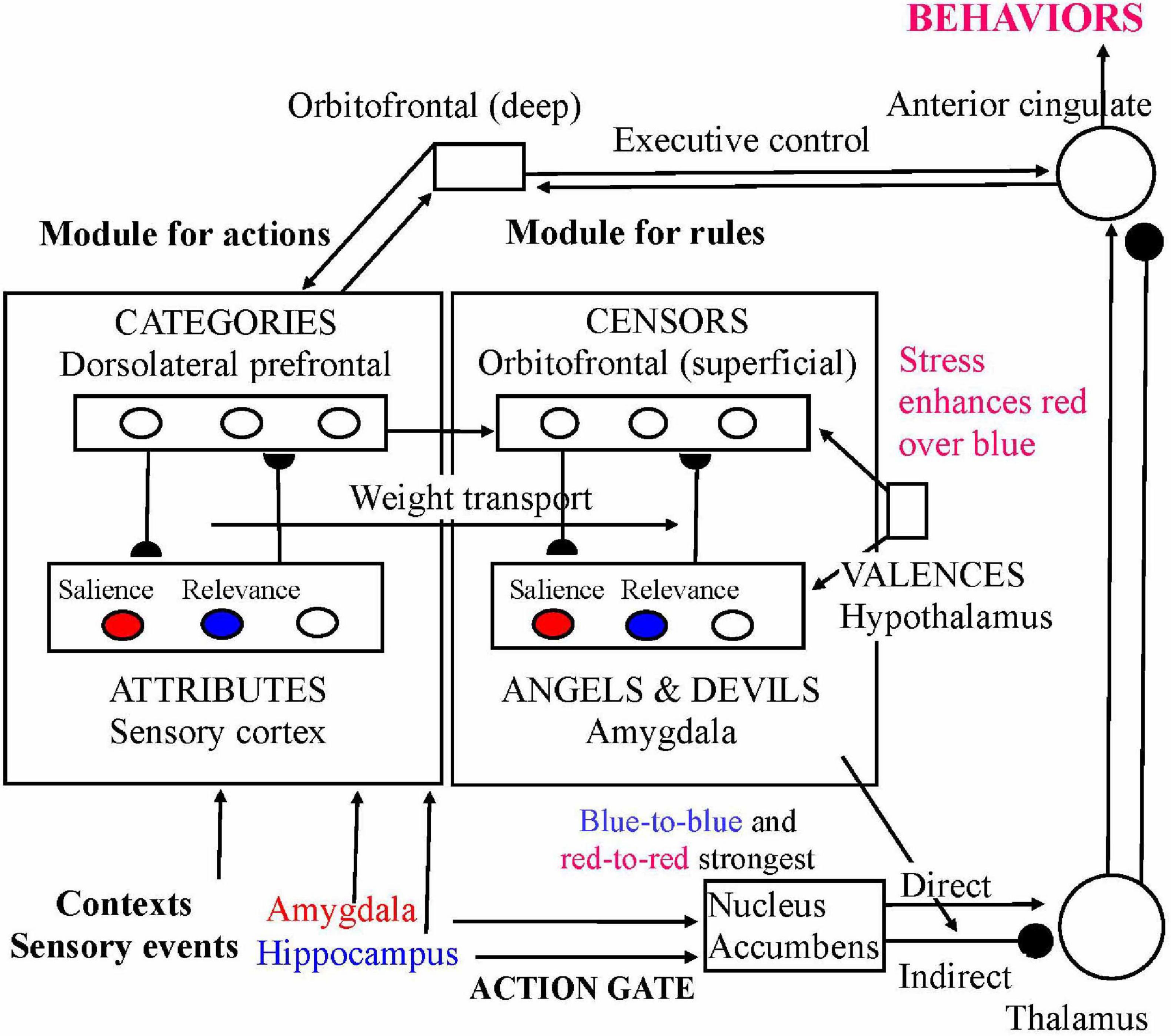 Diagram illustrating a neural model with components like the dorsolateral prefrontal cortex, orbitofrontal cortex, amygdala, and hypothalamus. Modules for actions and rules connect various elements. Stress emphasizes red over blue. Salience and relevance are represented by red and blue circles, respectively. Annotations describe interactions: “Weight transport” and “Blue-to-blue and red-to-red strongest.” Components include contexts, sensory events, and pathways to the nucleus accumbens and thalamus. “Executive control” and “Behaviors” are marked, showing a complex neural interaction map.