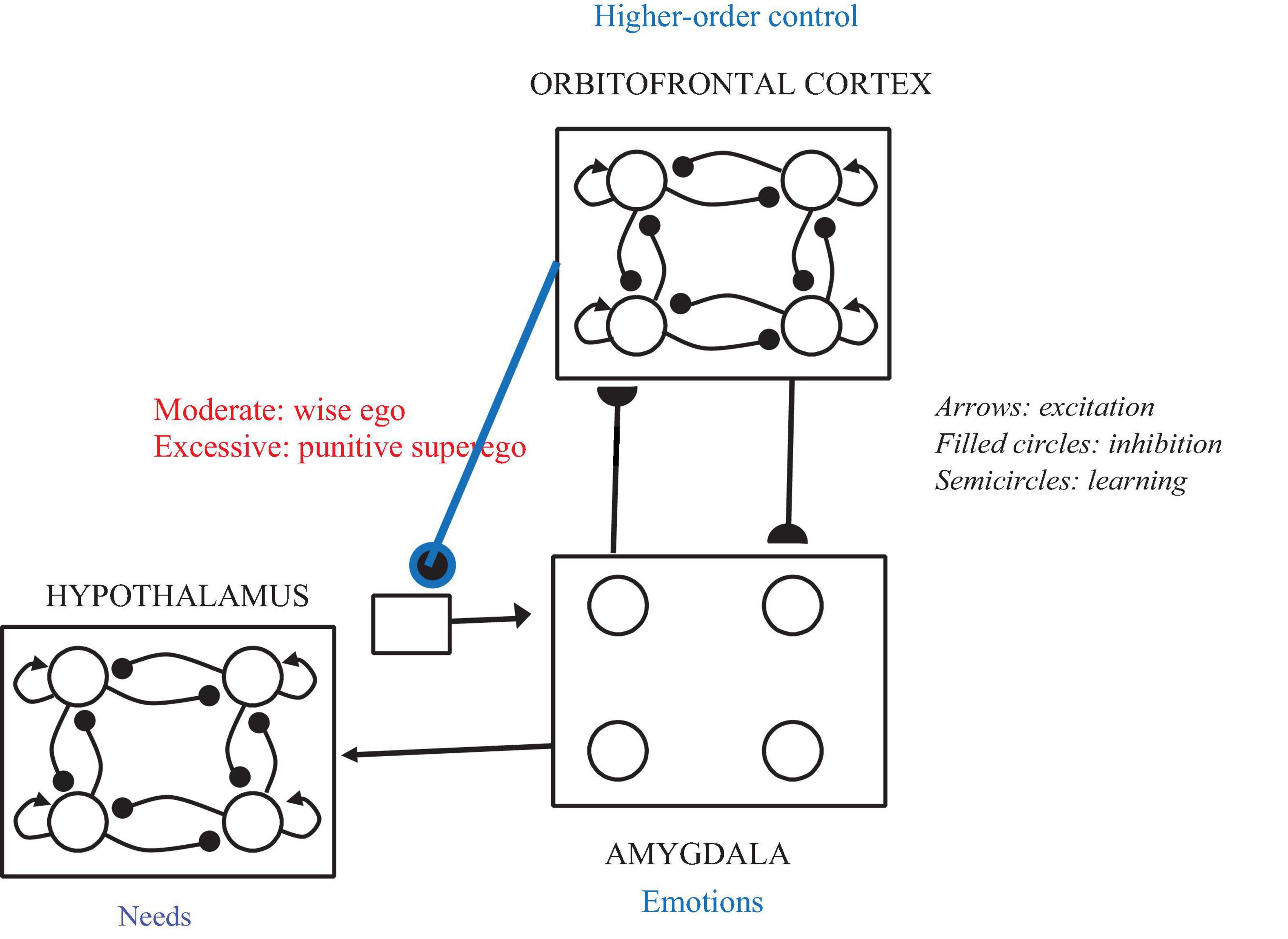 Diagram illustrating the interaction between the orbitofrontal cortex, amygdala, and hypothalamus. Arrows indicate excitation, filled circles show inhibition, and semicircles represent learning. The orbitofrontal cortex is labeled as providing higher-order control with moderate influence described as “wise ego” and excessive as “punitive superego”. The hypothalamus relates to needs, and the amygdala to emotions.