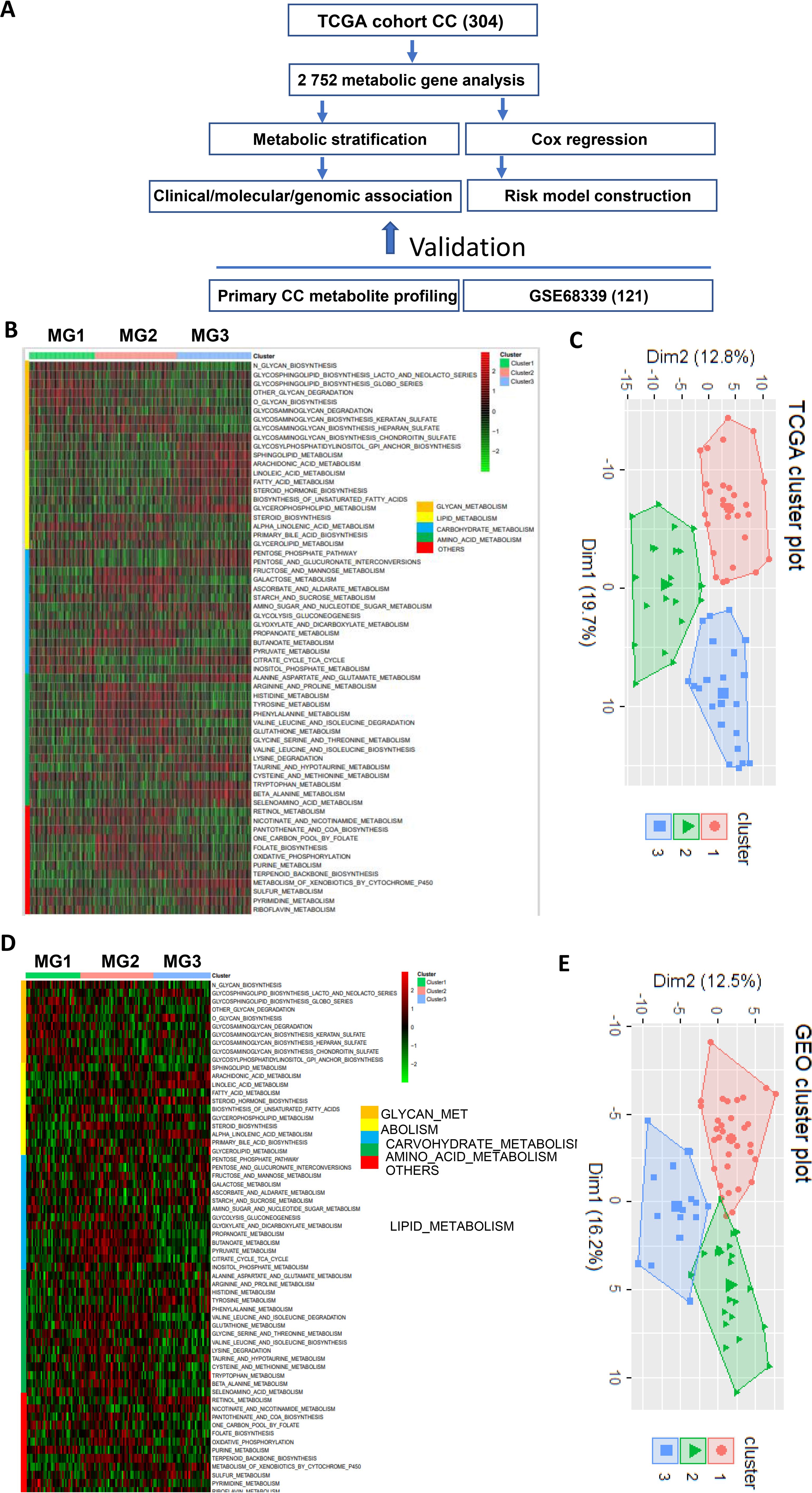 Flowchart, heatmaps, and cluster plots illustrate TCGA cohort CC metabolic analysis and validation using GSE68339. Part A shows the analysis process. Part B and D display metabolic heatmaps for MG1, MG2, and MG3 with color-coded clusters. Part C and E show cluster plots with distinct shapes and colors for each cluster, indicating dimensional variance.